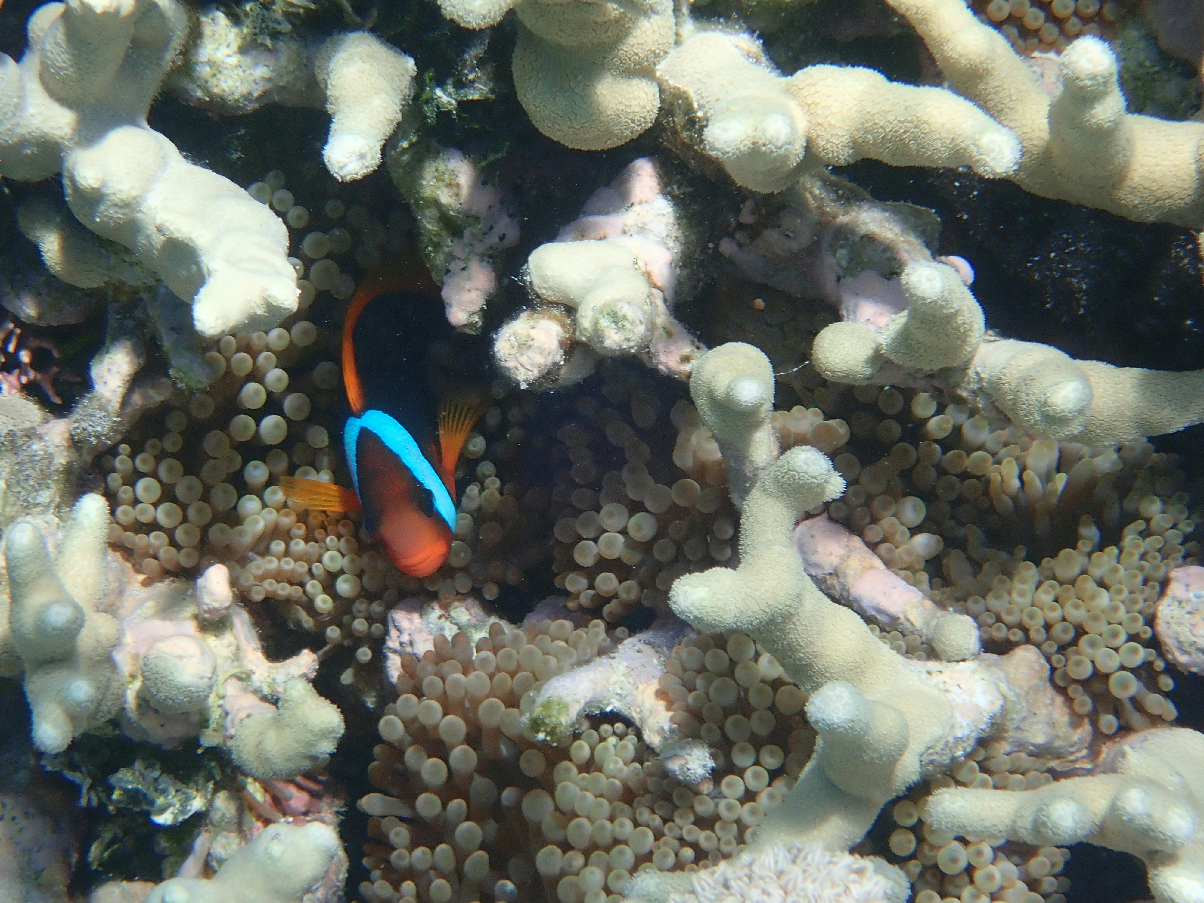 An Anemone Fish in the Whitsunday's