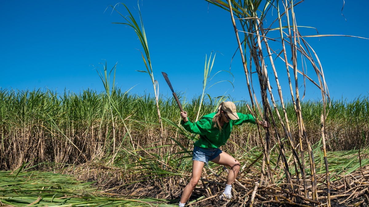 A woman uses a cane knife to harvest sugarcane in a field under a clear blue sky.