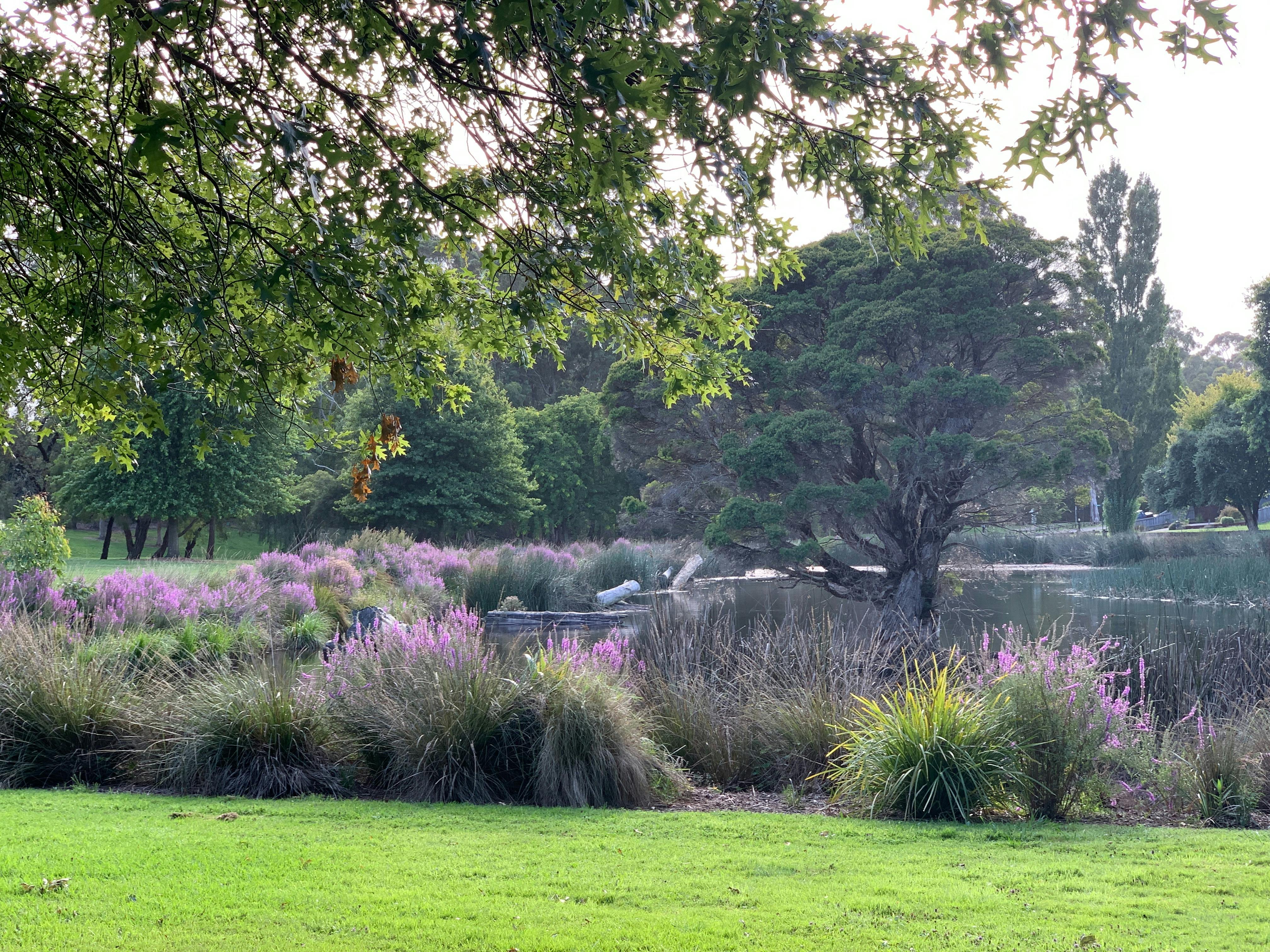 Purple loosestrife in flower at Alex Goudie park