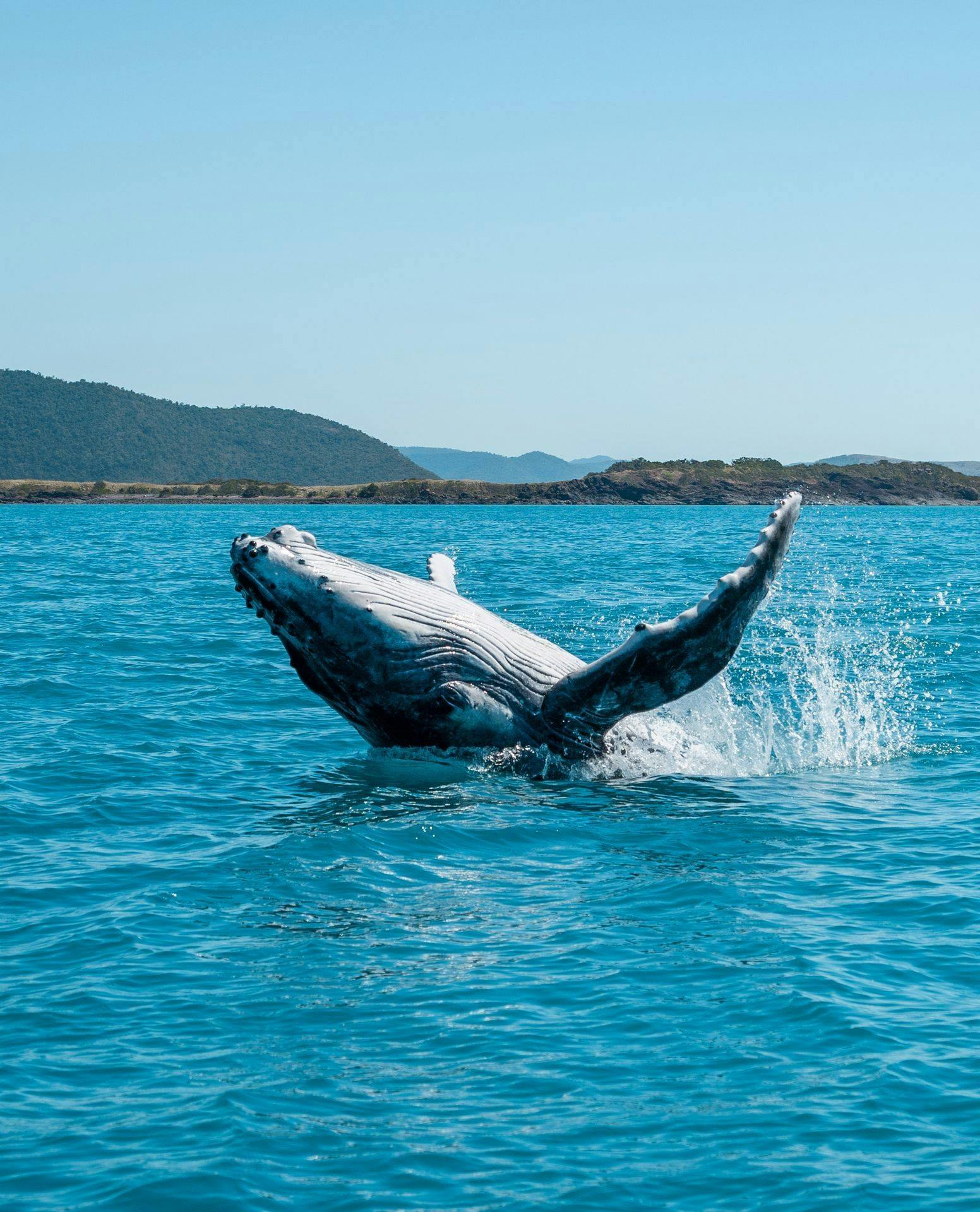 Whale season