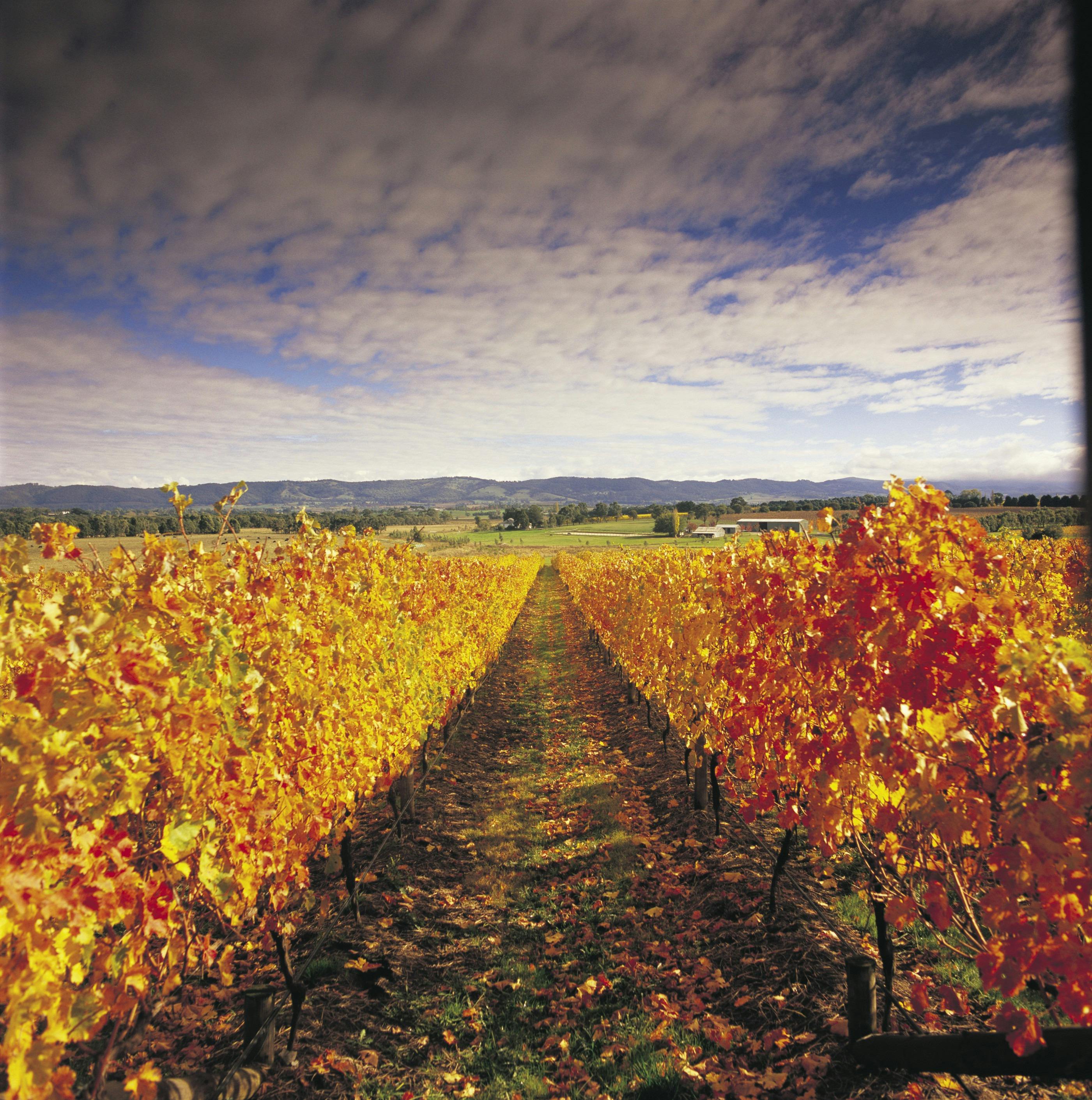 Yarra Valley Vineyard in Autumn