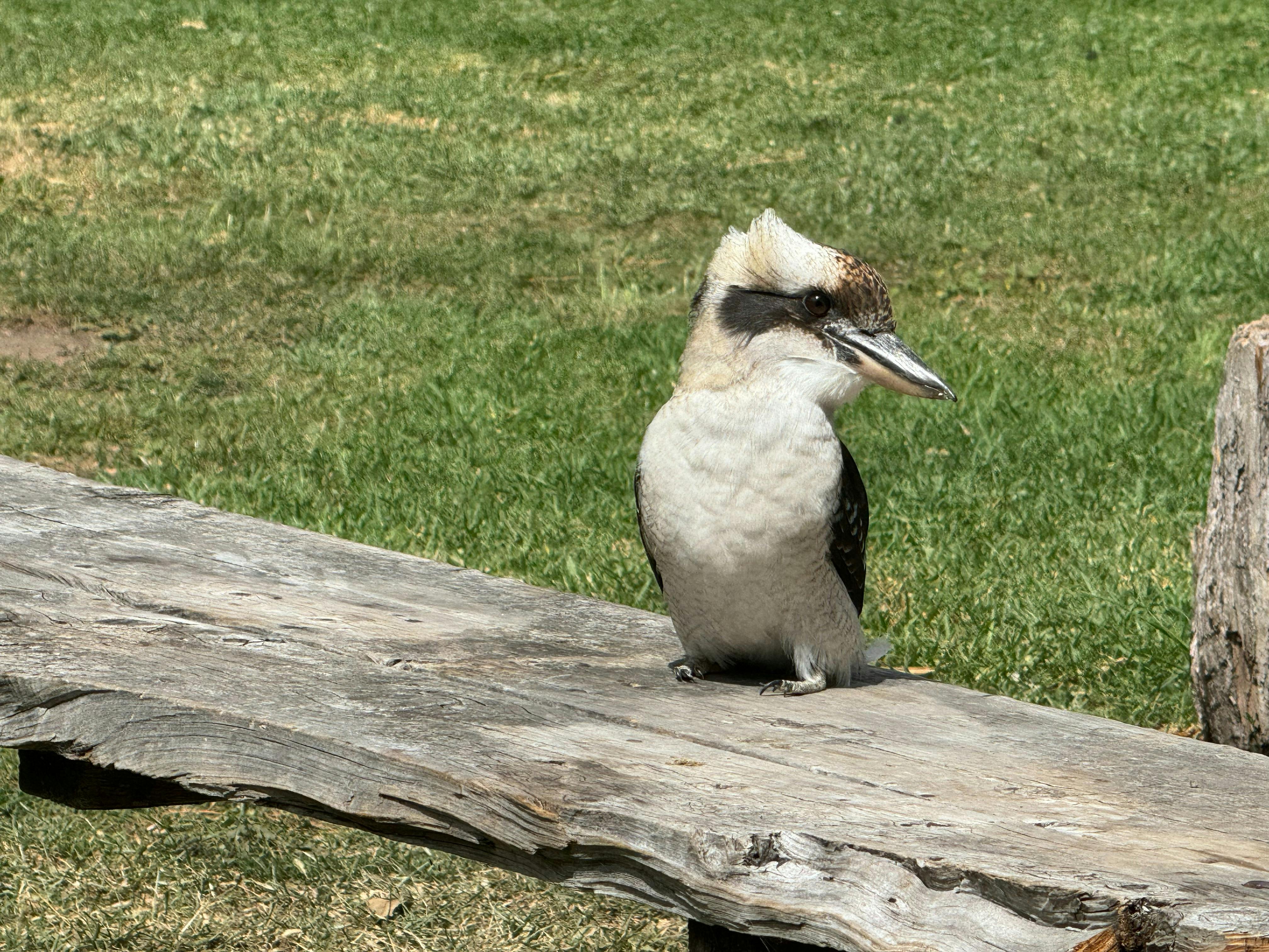 Kookaburra