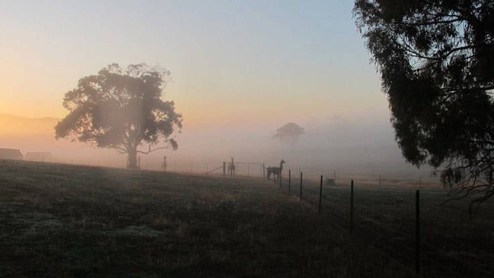 Image for Alpacas and Llamas in the Mist