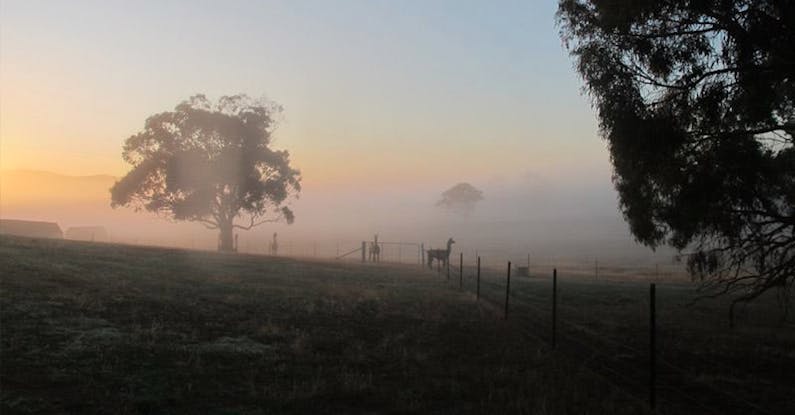 Image of the event 'Alpacas and Llamas in the Mist'