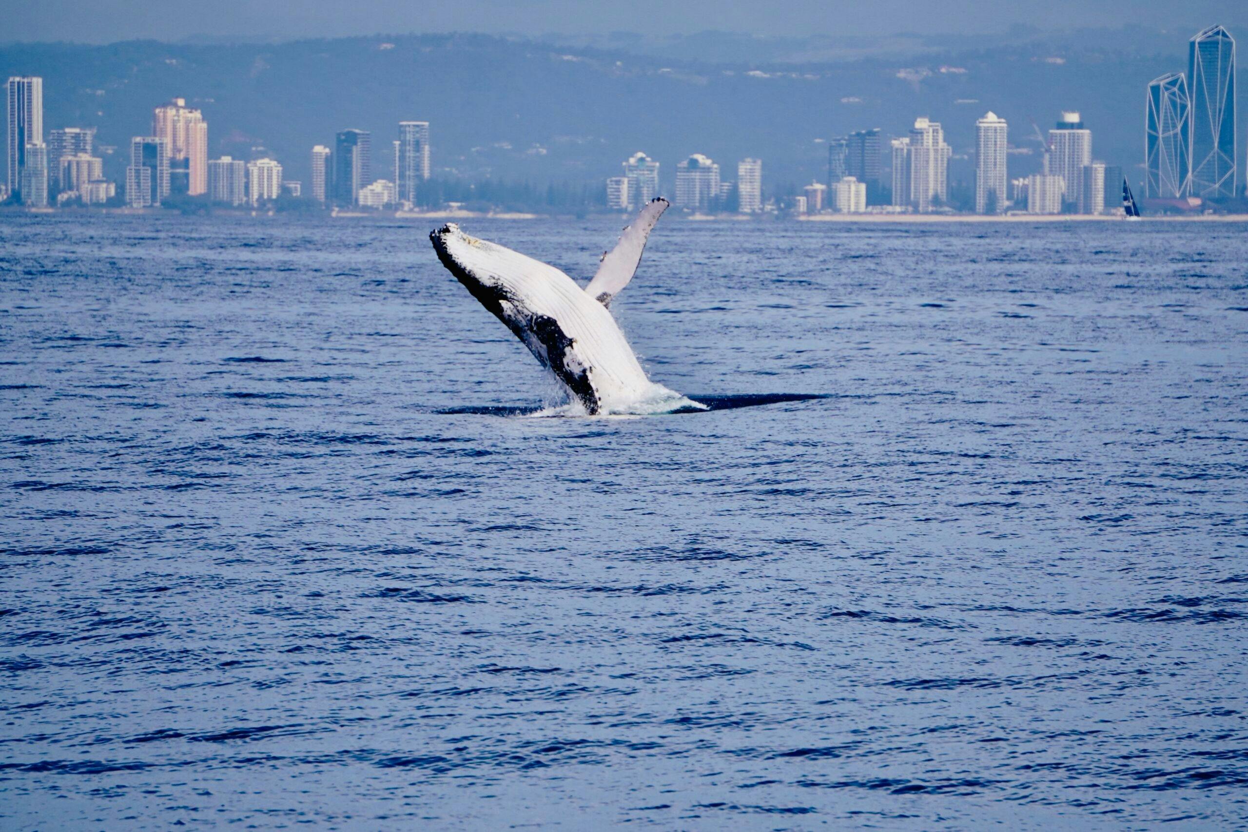 See Whales from the Gold Coast