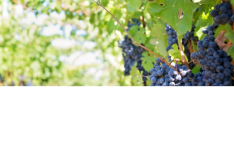 Aldinga Bay Winery