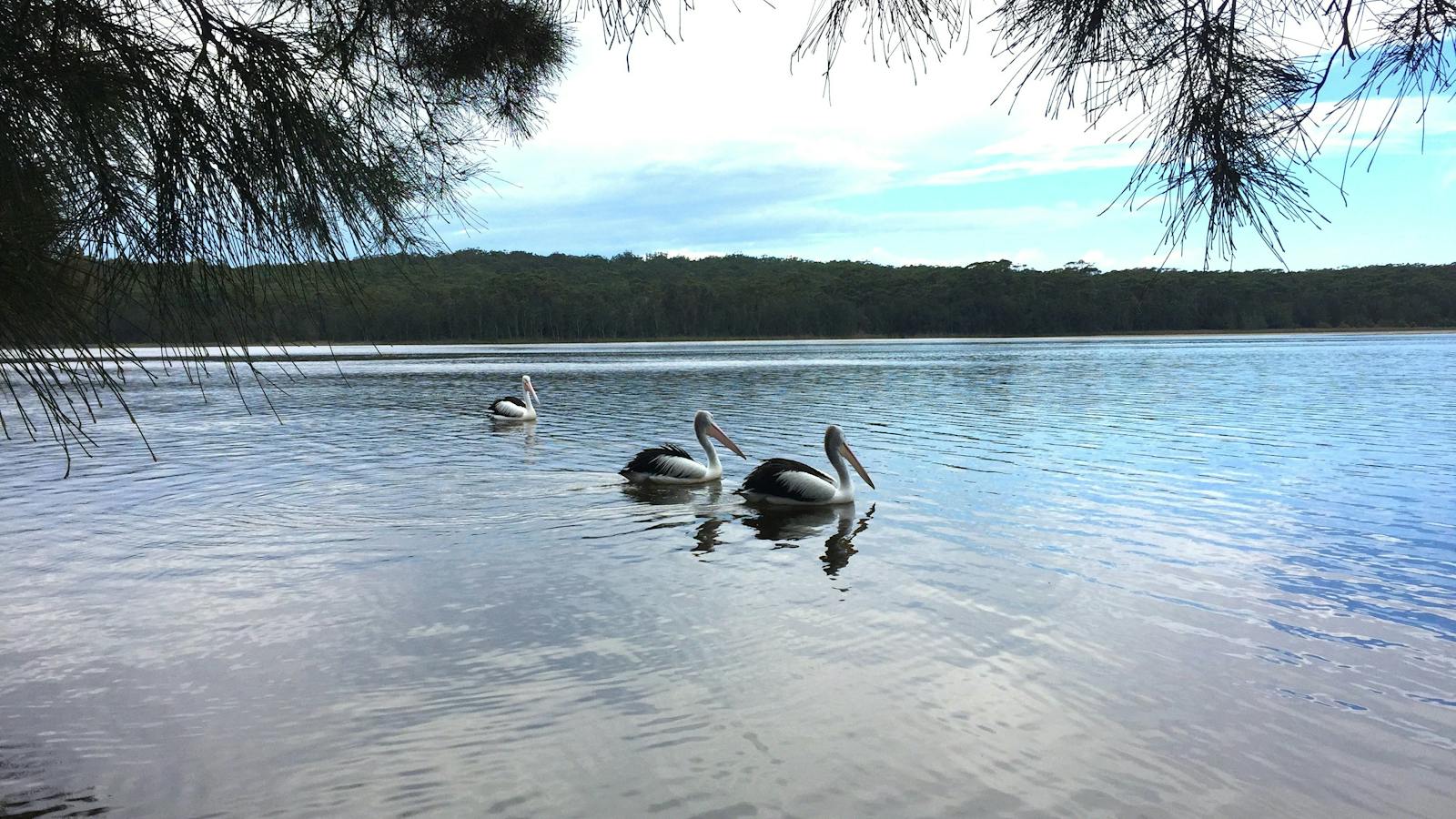 Pelicans on Lake Conjola