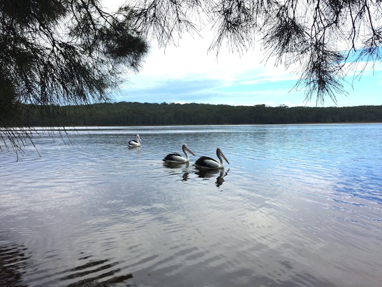 Pelicans on Lake Conjola
