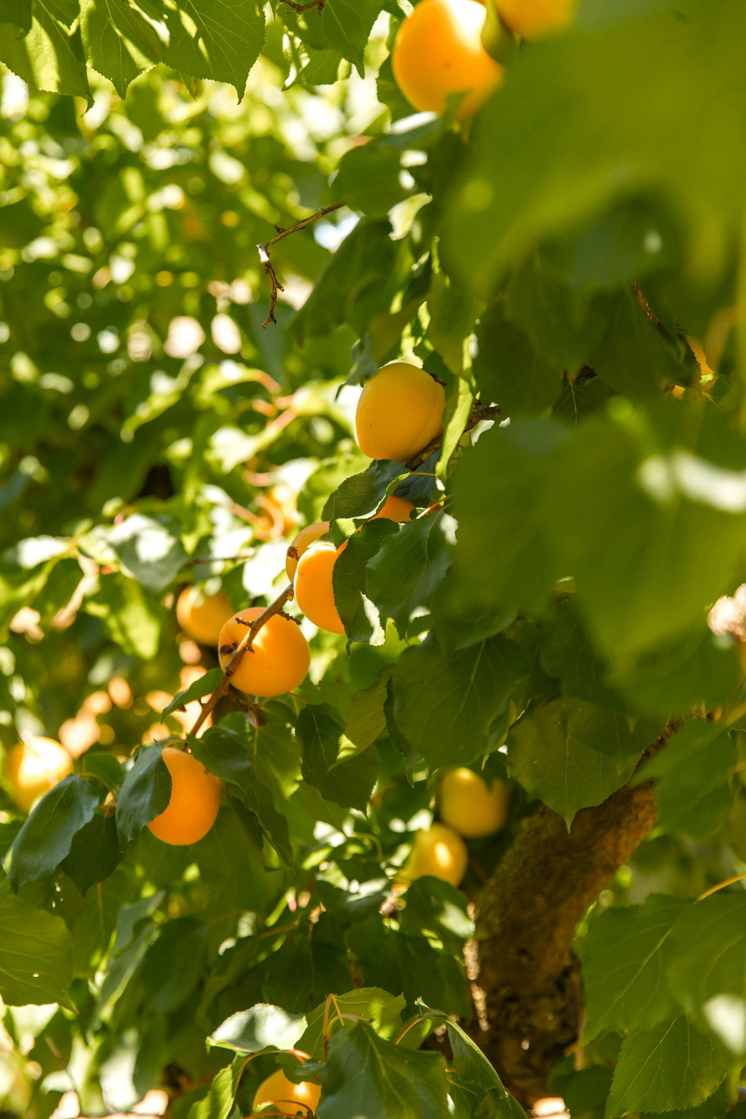 Pick Your Own Apricots