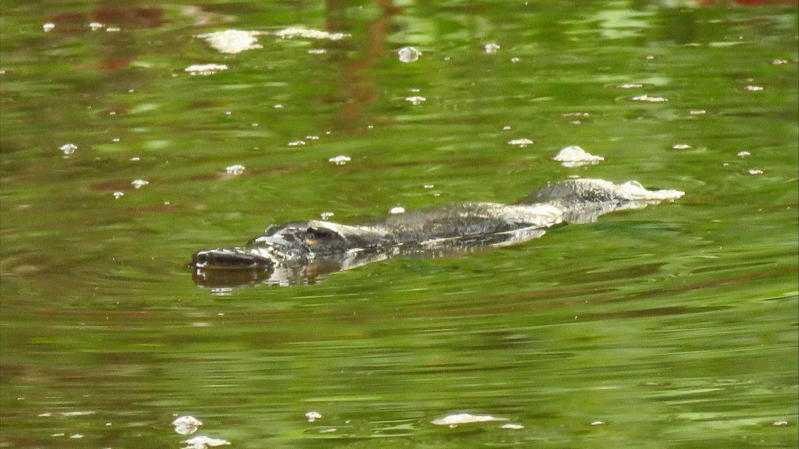 Platypus