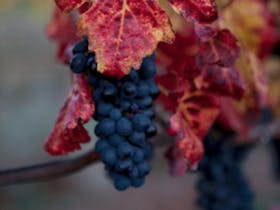 Heathcote Winery