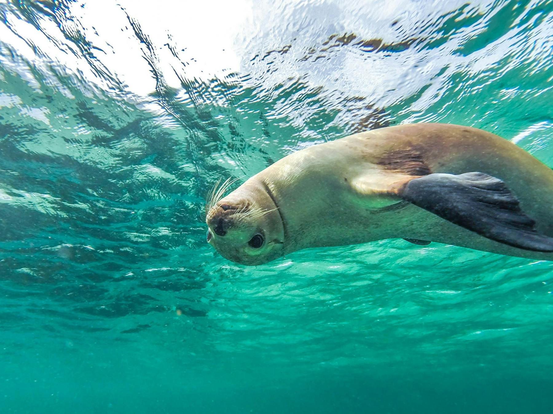 Swim with sea lions on the Eyre Peninsula