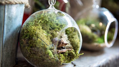 Custom made terrariums