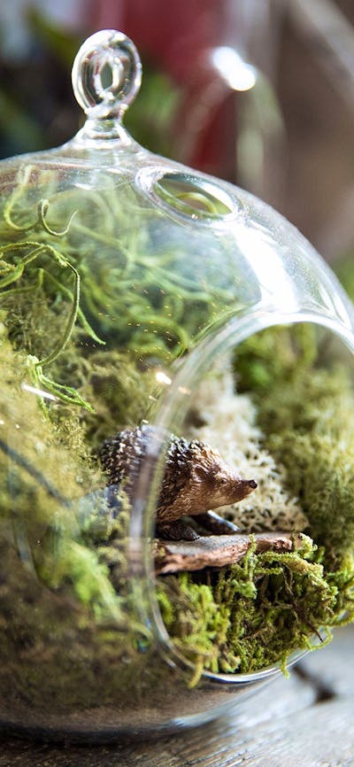 Custom made terrariums