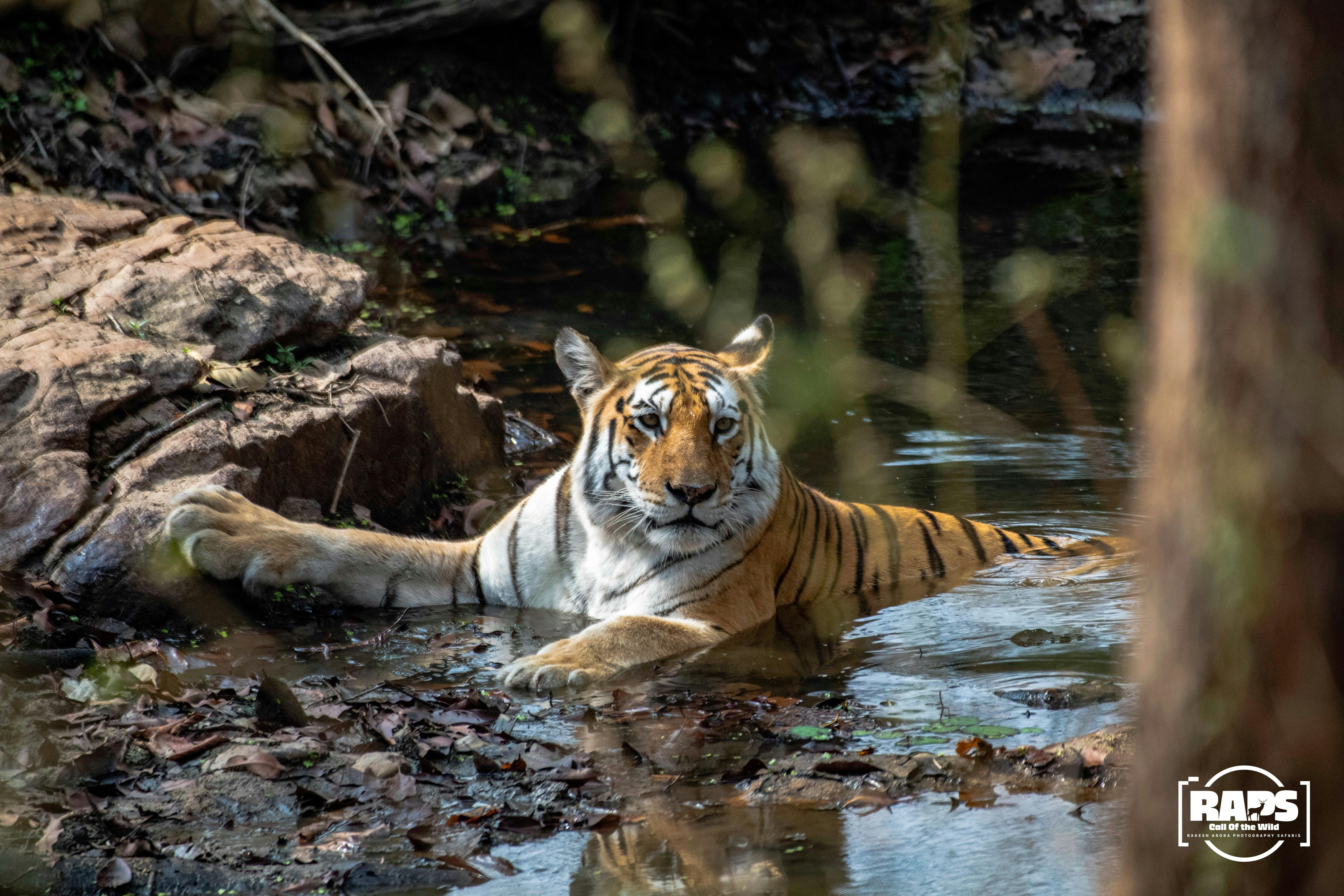 A Royal Bengal Tiger cooling off in a forest stream during a safari in Pench National Park.