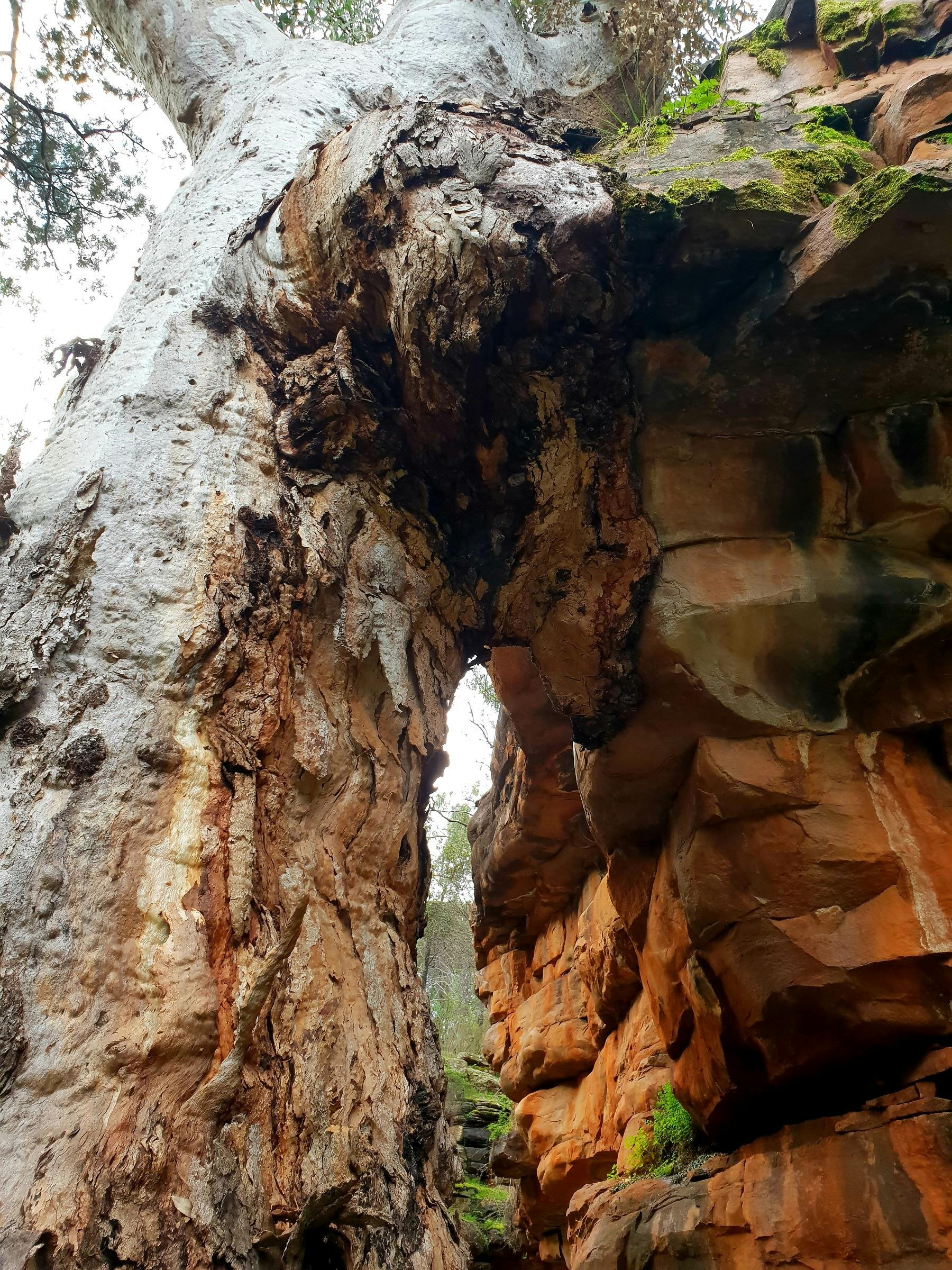 Tree growing into rock face  the Narrows
