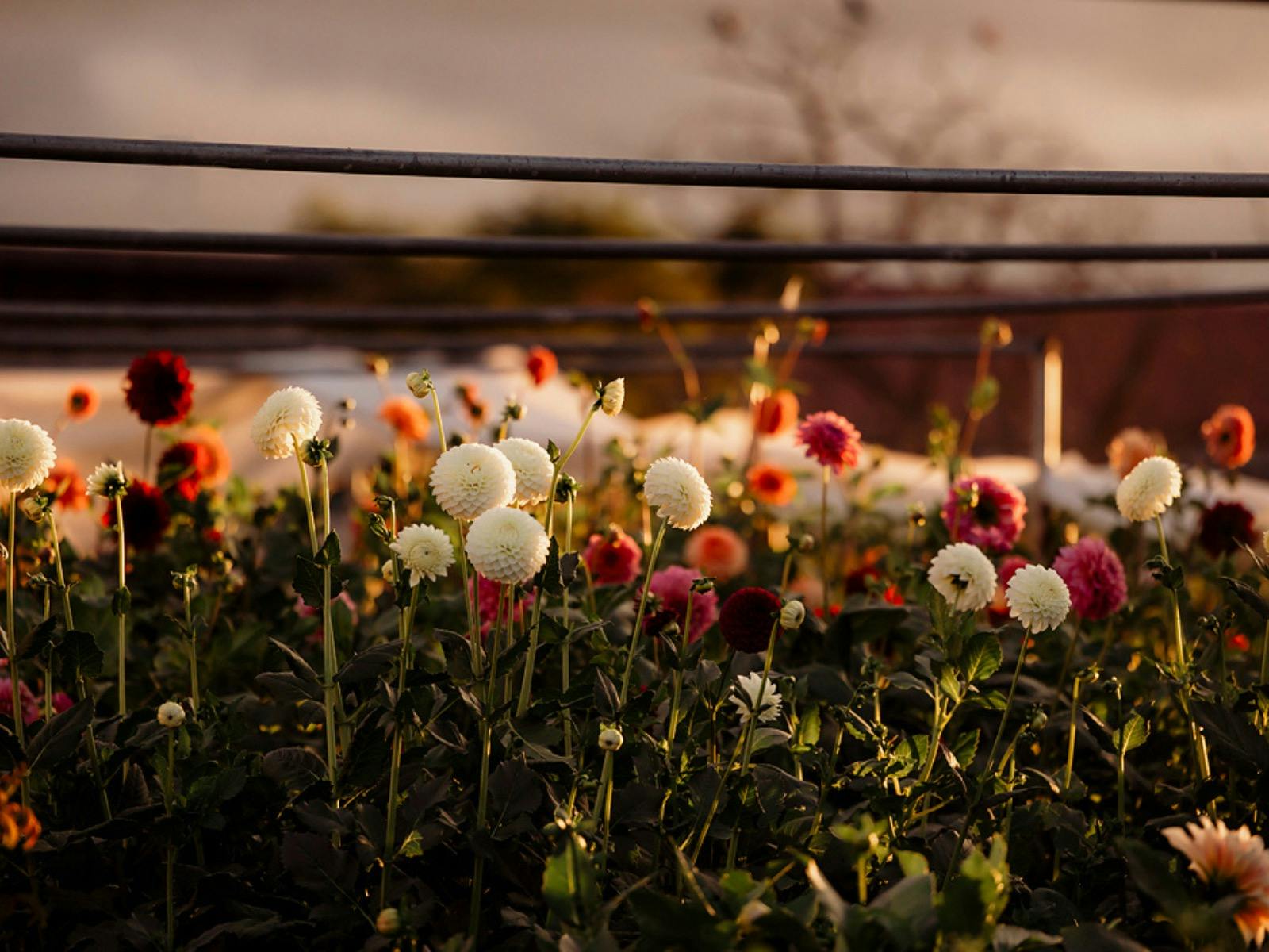Collector Cottage Dahlia field