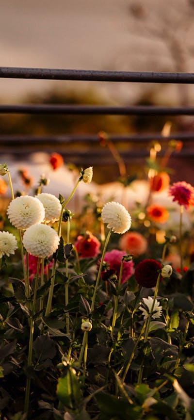 Collector Cottage Dahlia field
