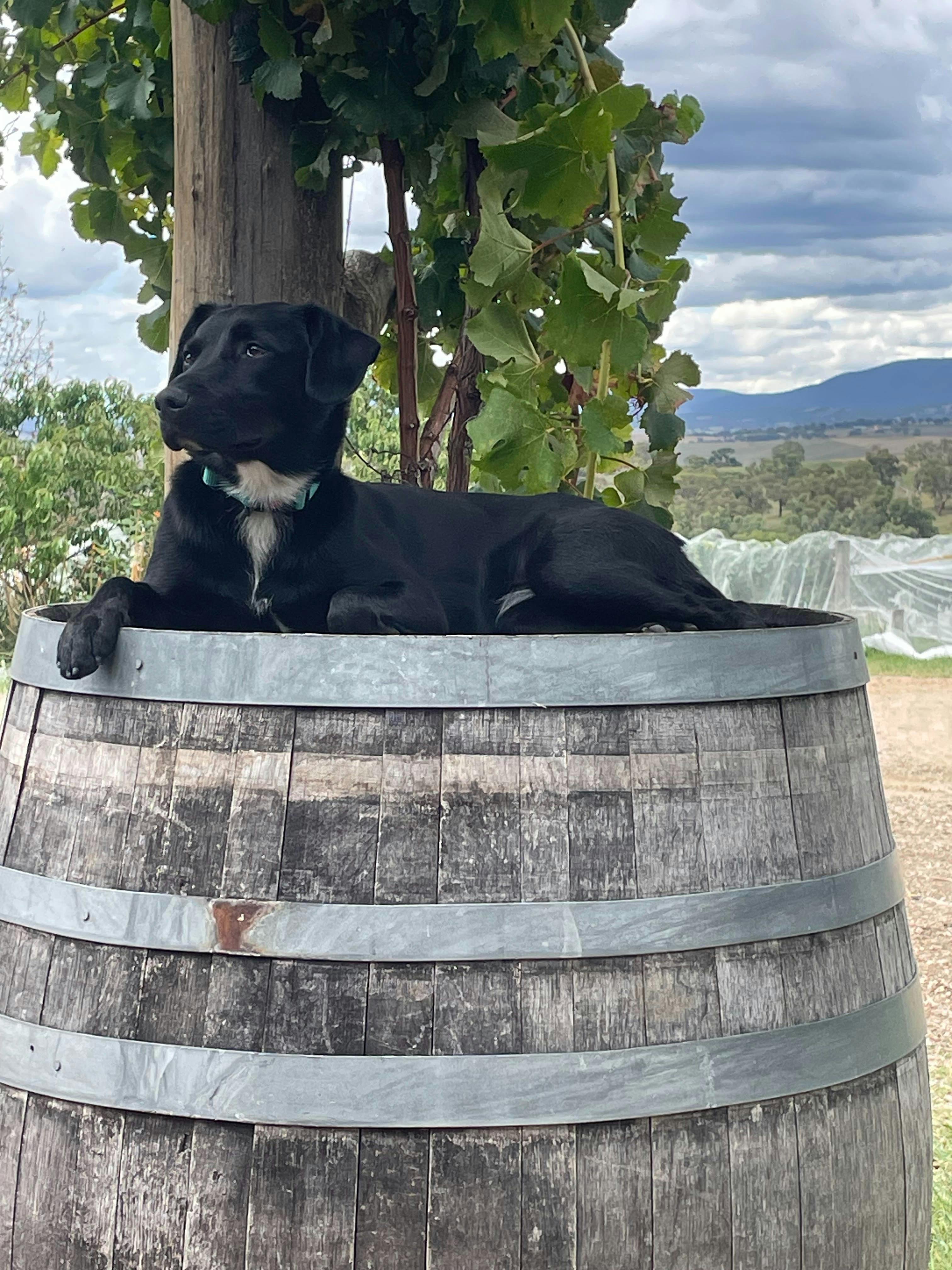 Ellie the dog resting on an old wine barrel