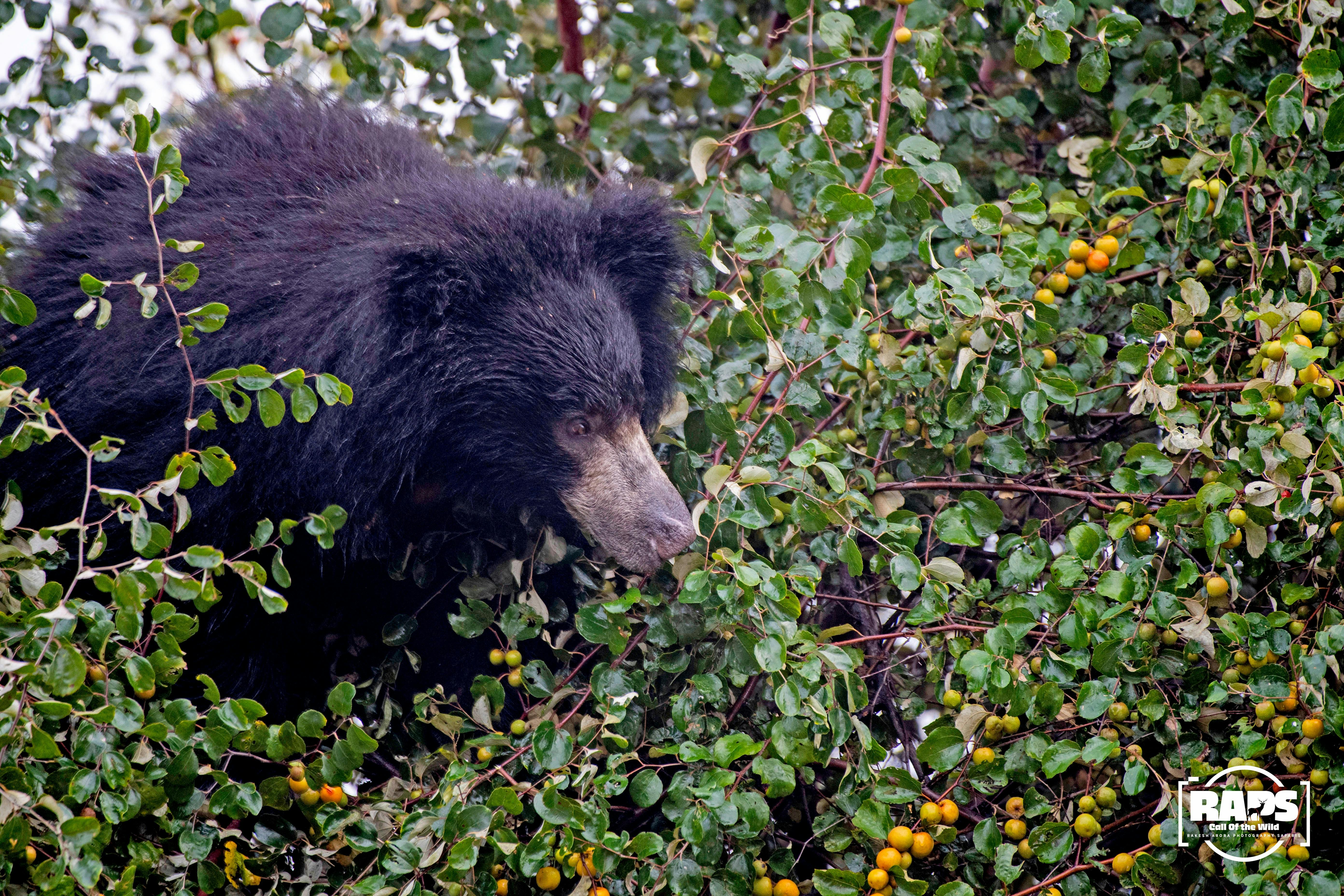 Pench & Tadoba Luxury Tiger Safari Tour