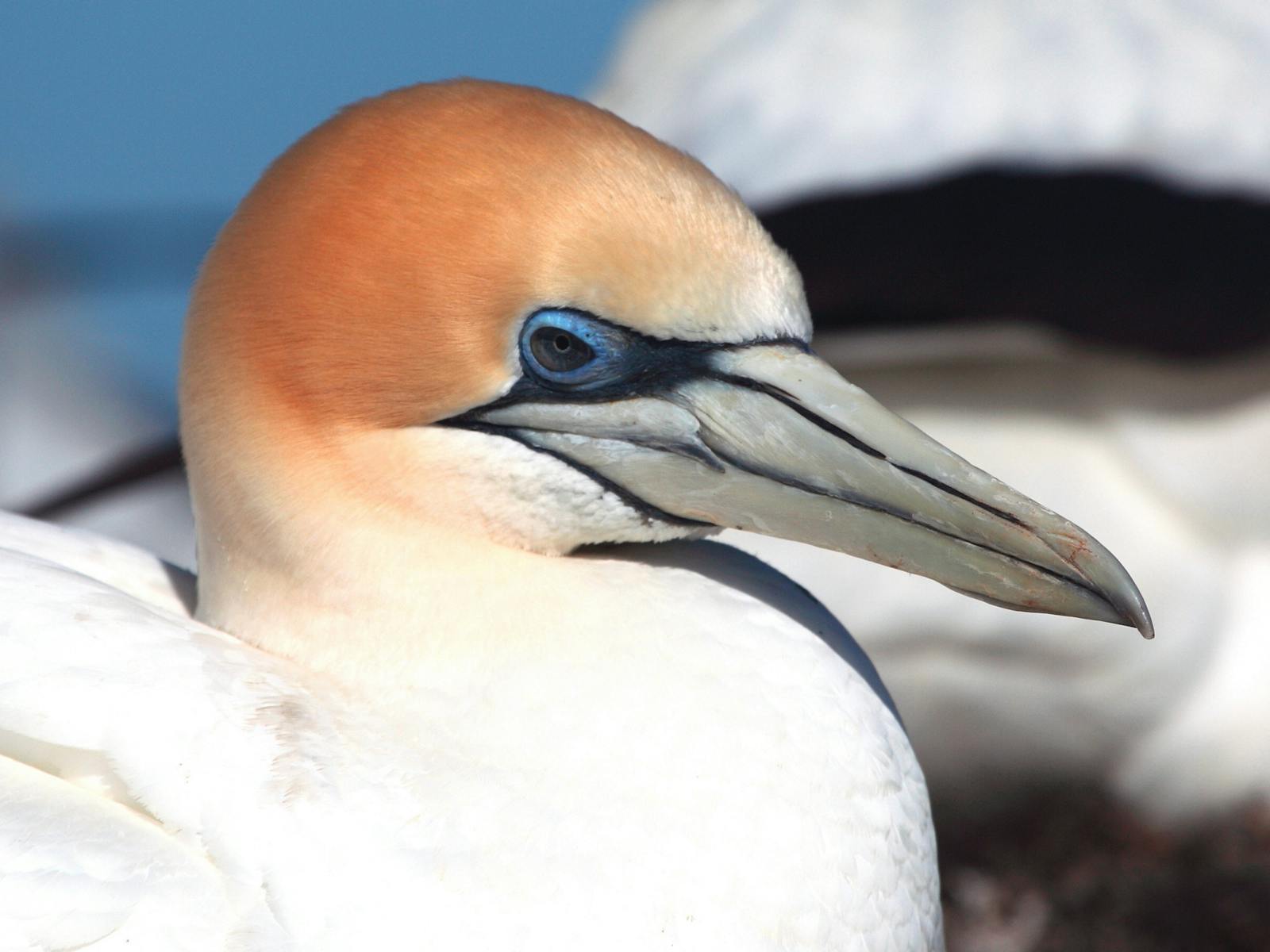 Wildlife birds port phillip bay polperro dolphin and seal swims ecotour