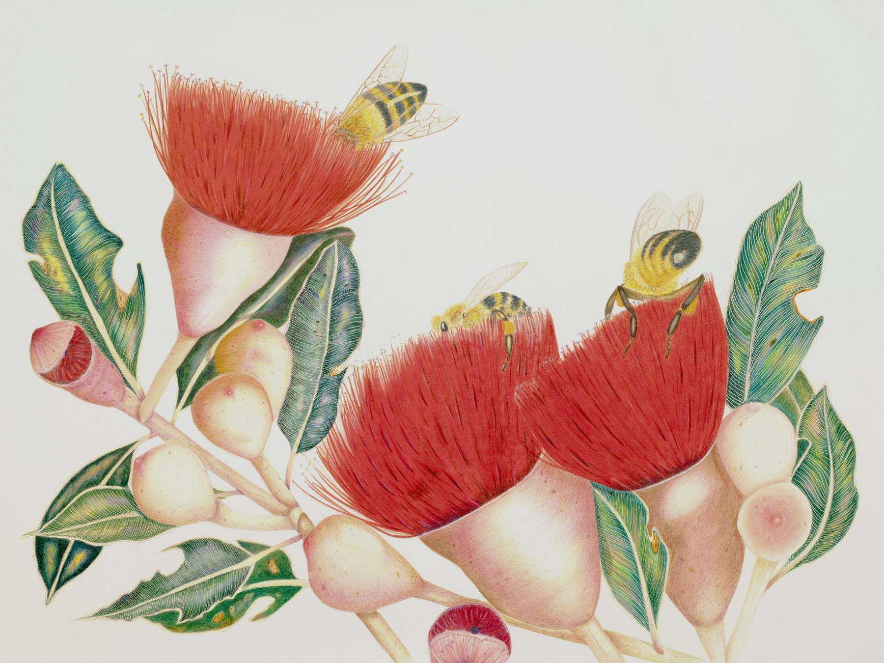 A colour pencil drawing of brightly coloured blossom flowers with bees