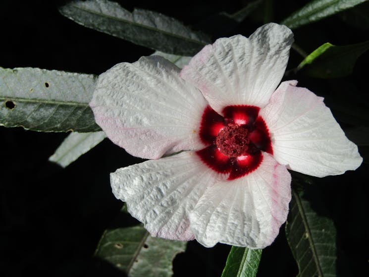 Hibiscus splendens