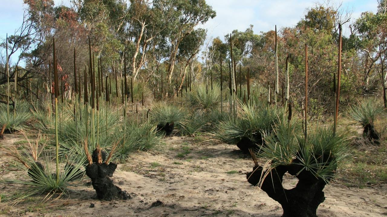 Aldinga Scrub Conservation Park