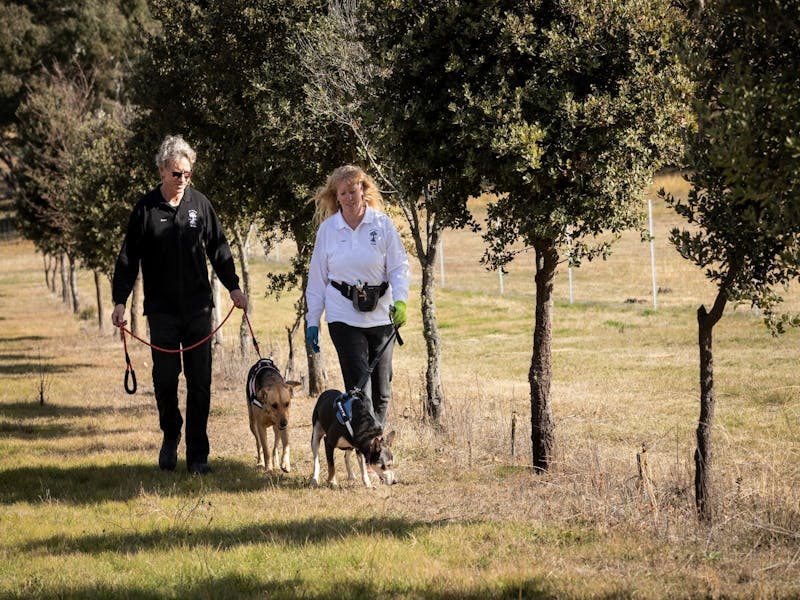 Image for Truffle hunt and tasting