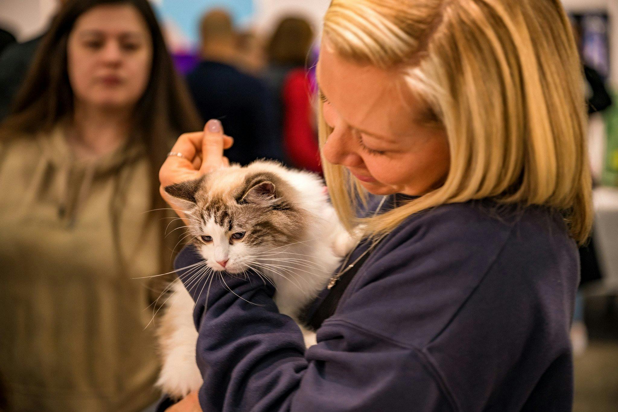 Cat Lovers Festival Melbourne