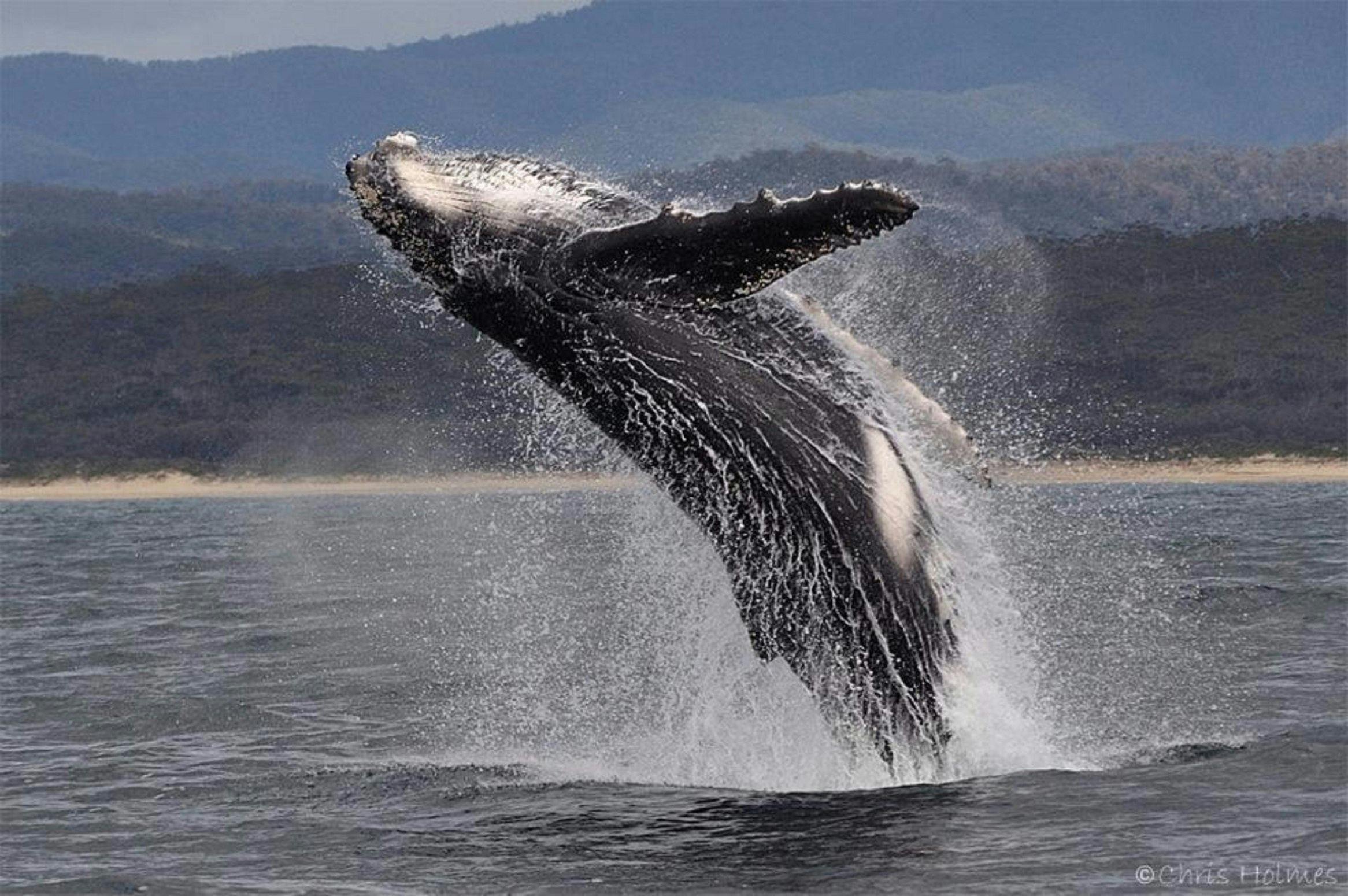 Headland Fishing Charters Merimbula