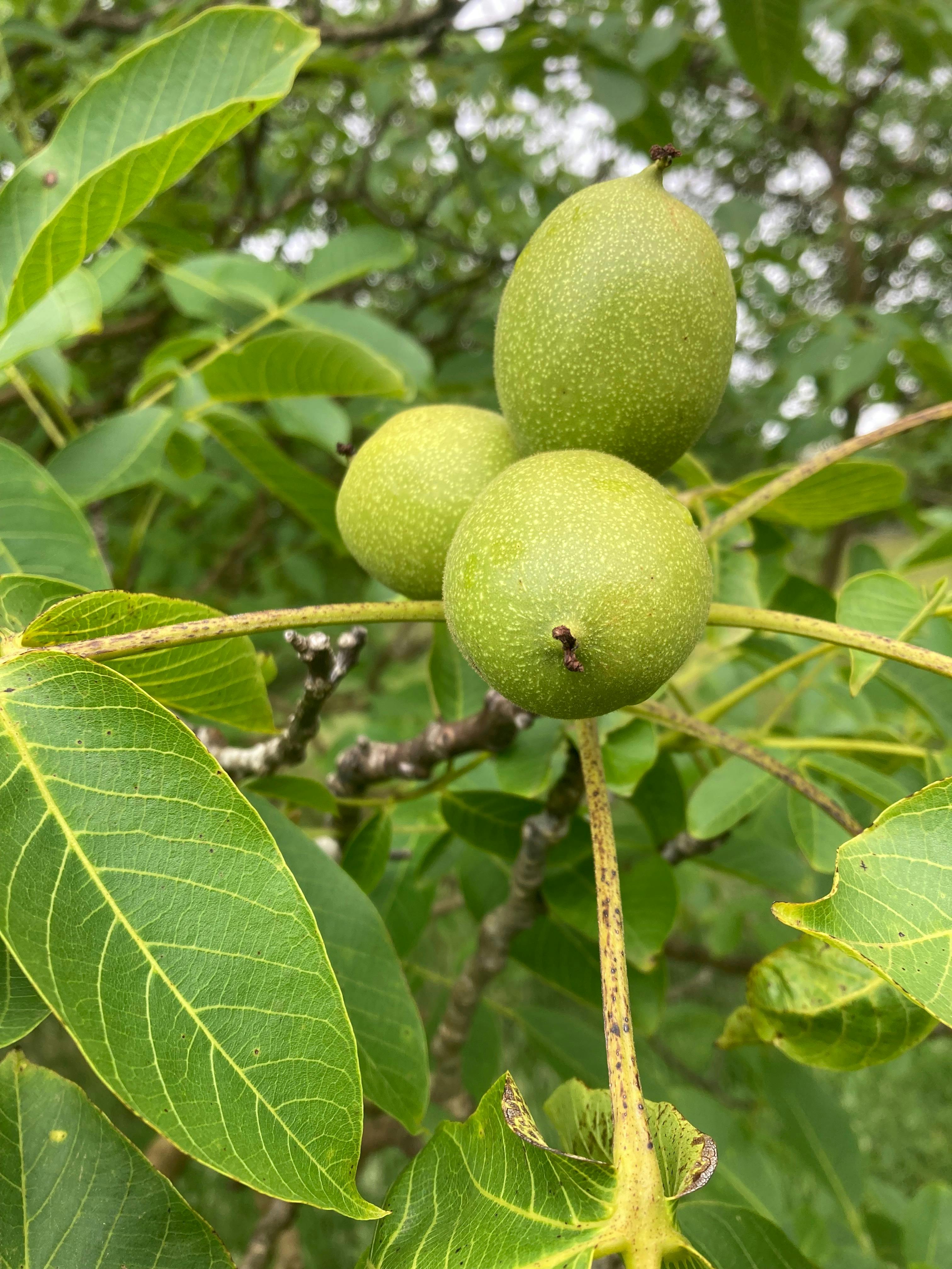 Green Walnuts