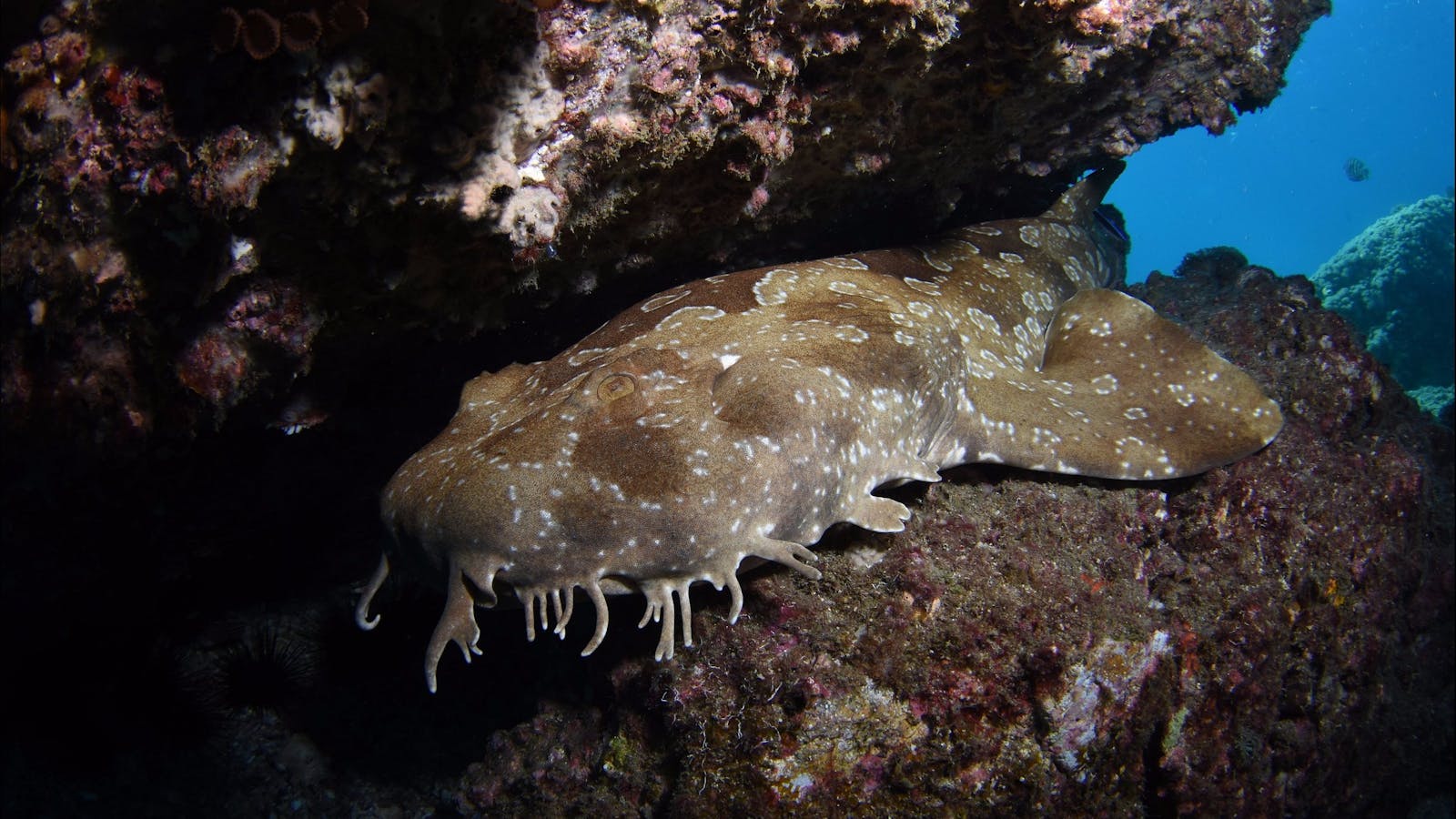Egg Rock Dive Site