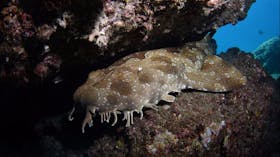 Egg Rock Dive Site
