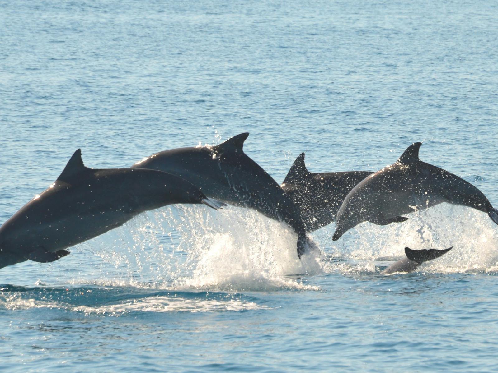 Blue Dolphin Marine Tours