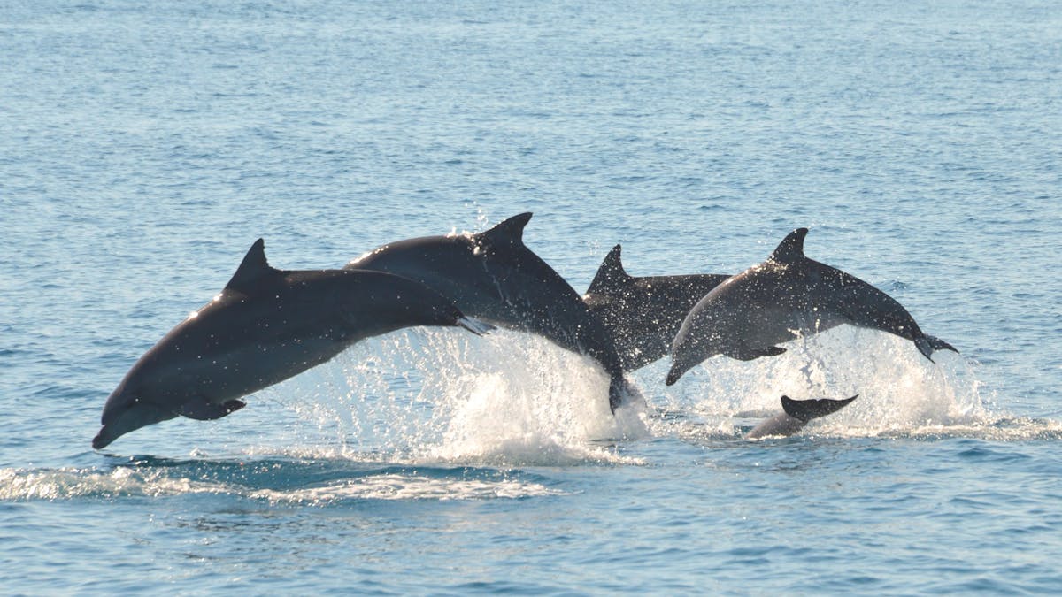 Dolphins