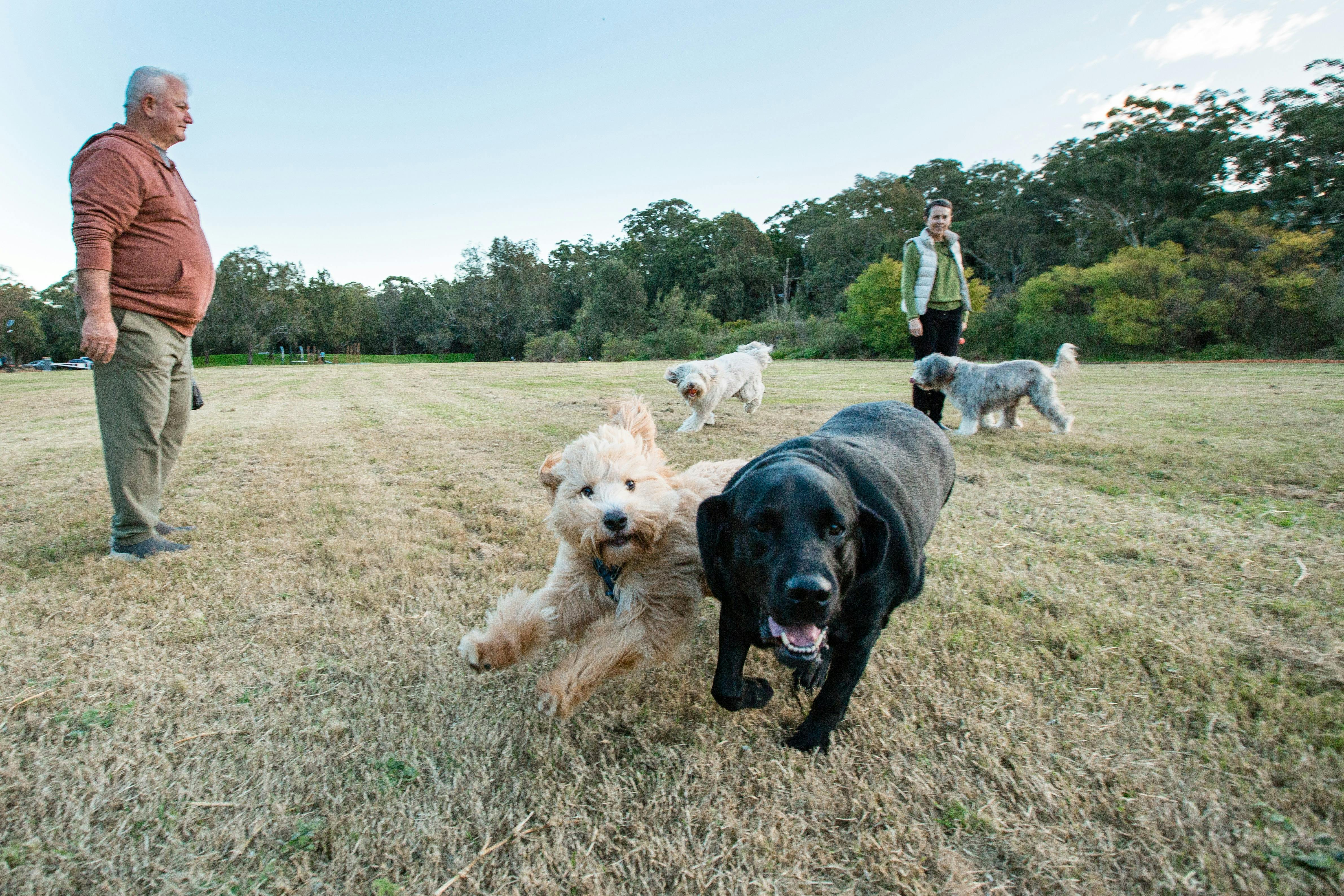 Two dogs playing off leash at Moore Reserve