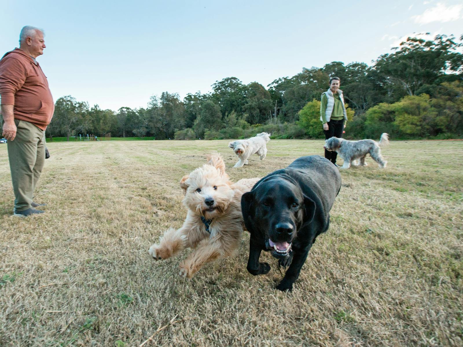 Two dogs playing off leash at Moore Reserve