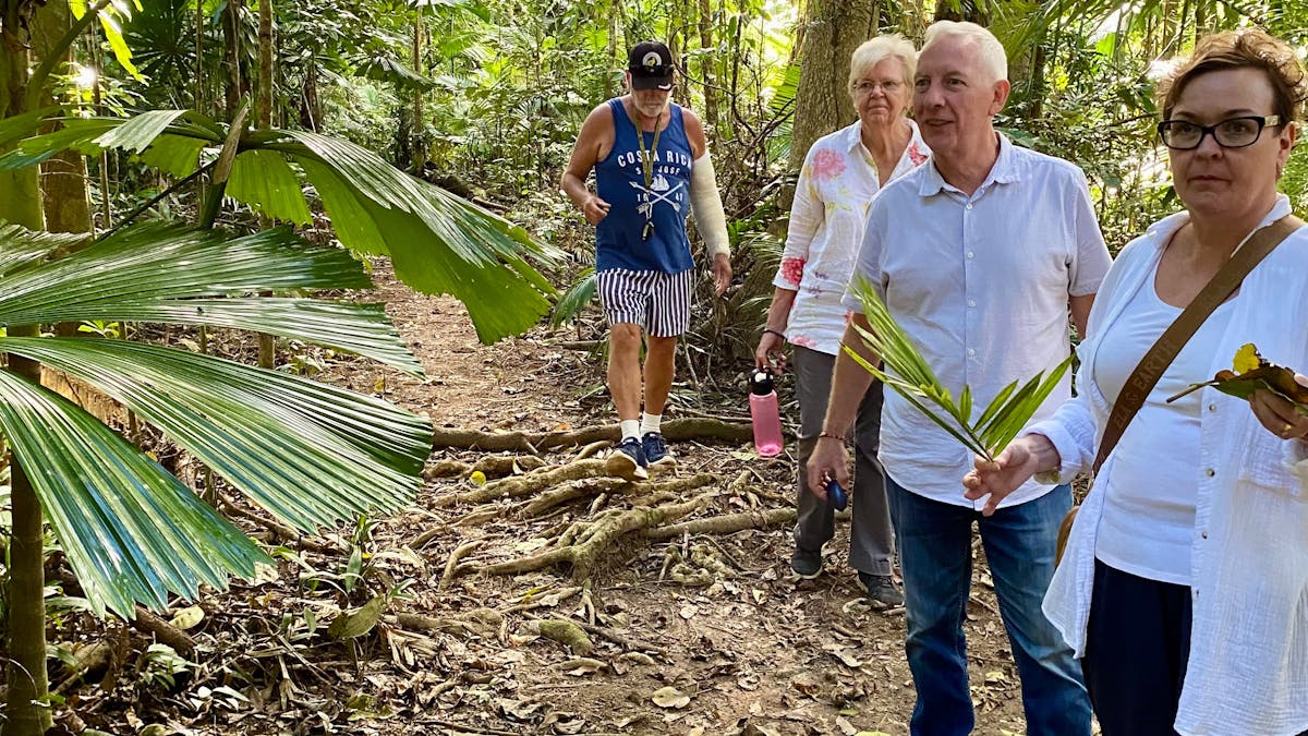 Four people on rainforest walking track surrounded by green trees