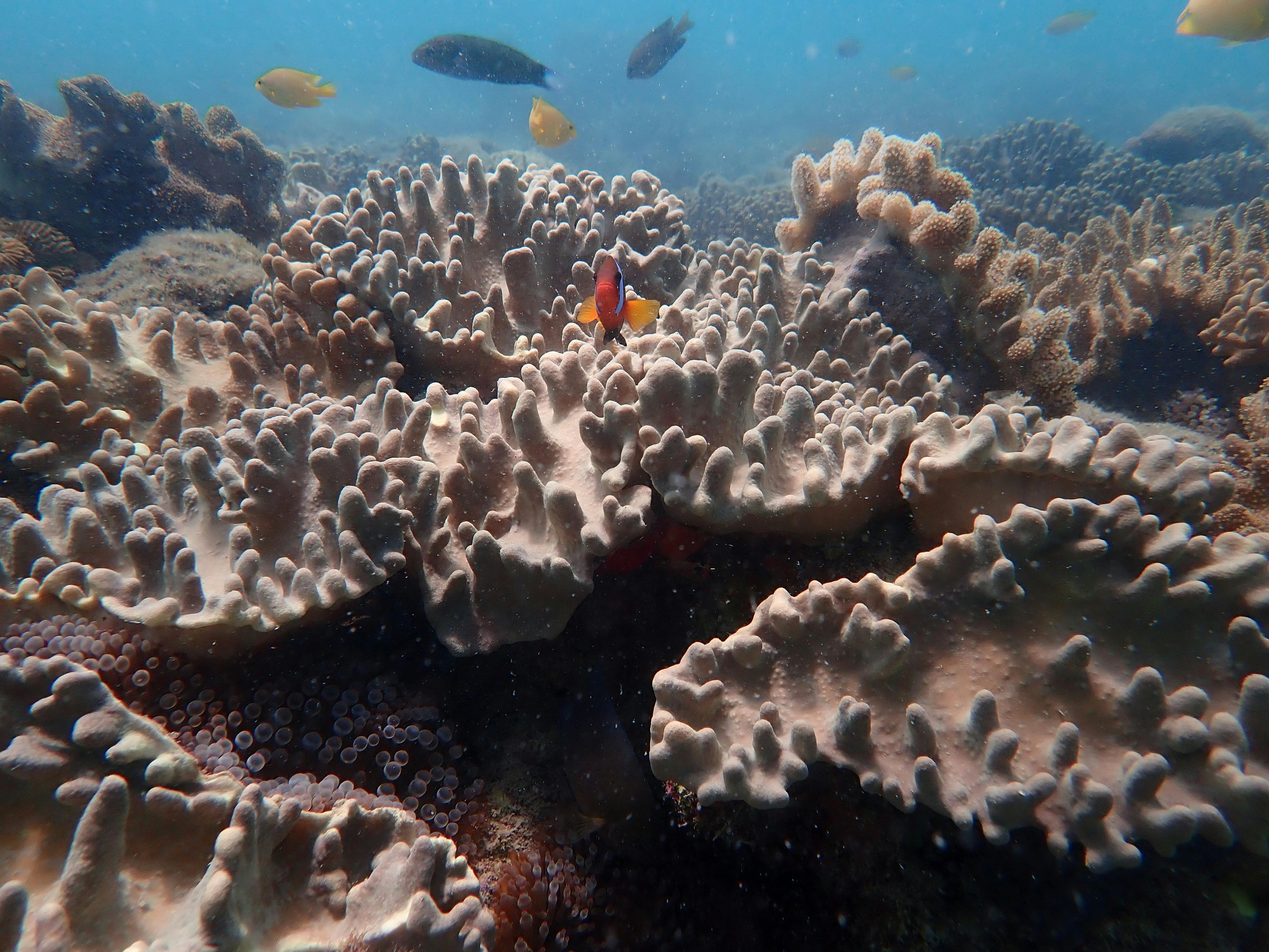 Underwater marine life