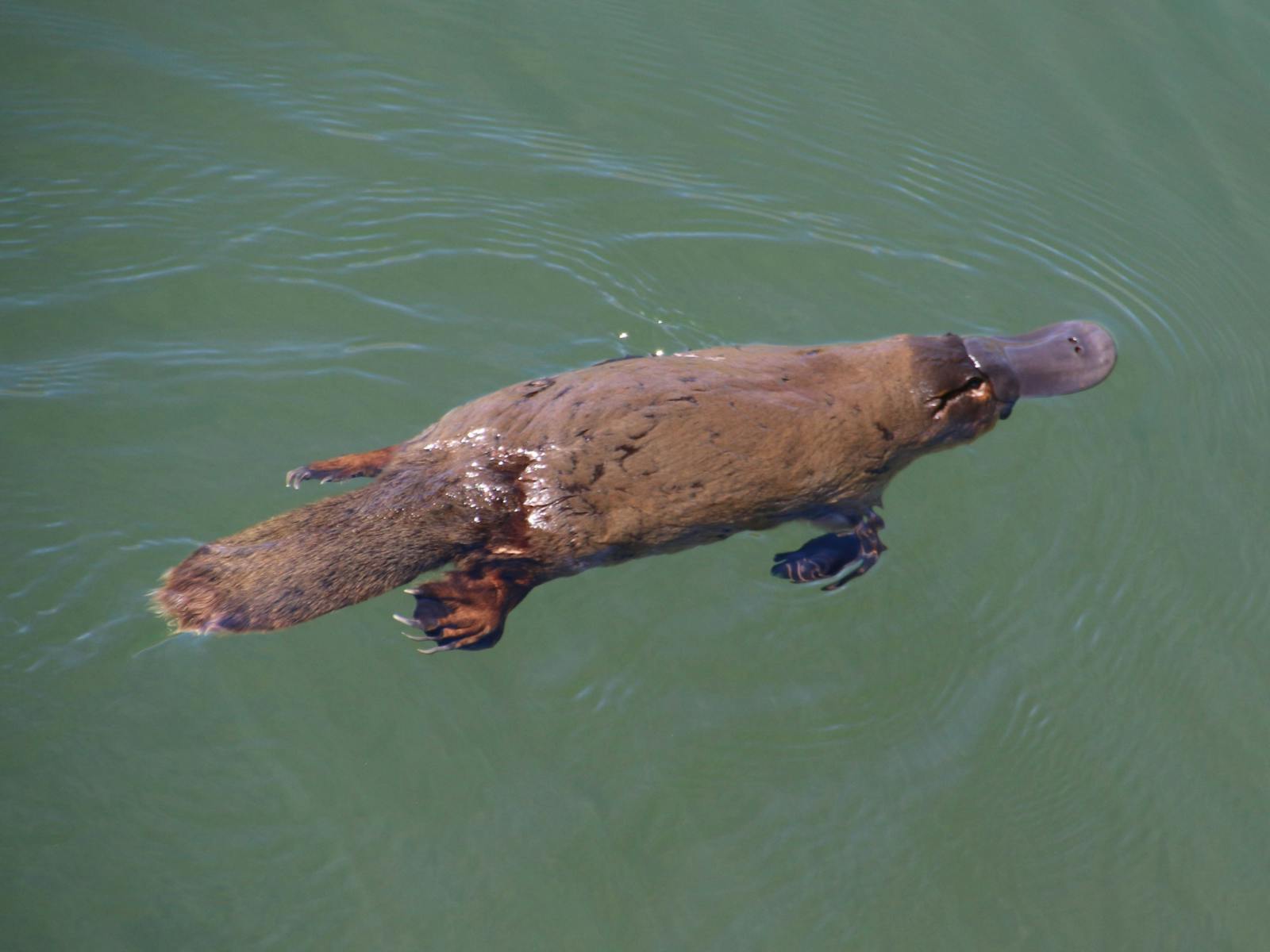 platypus swimming