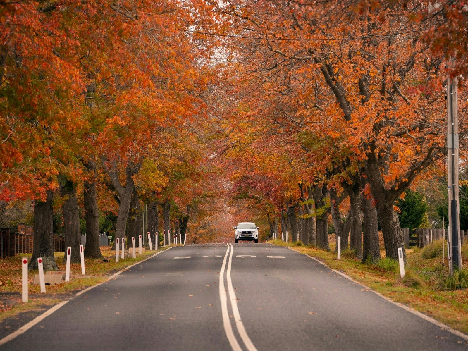 Vehicle driving along a winding autumn road surrounded by falling leaves and seasonal colours