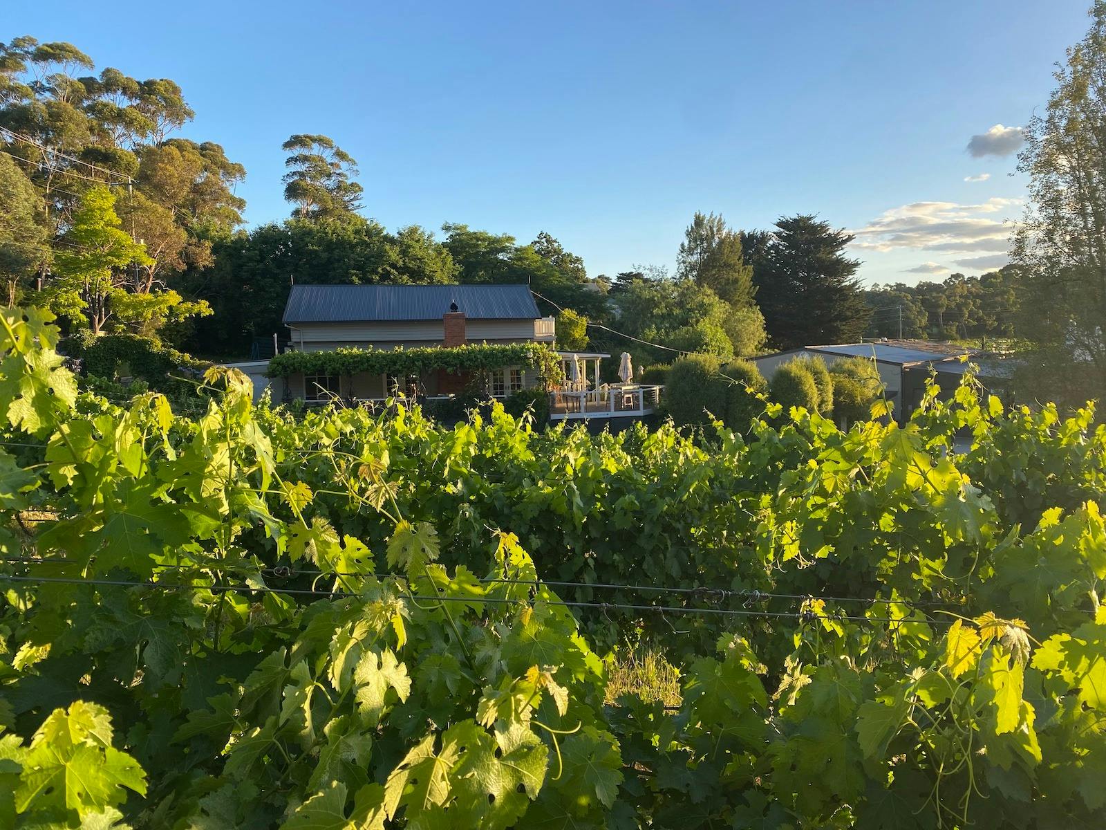Christmas Twilight Cellar Door