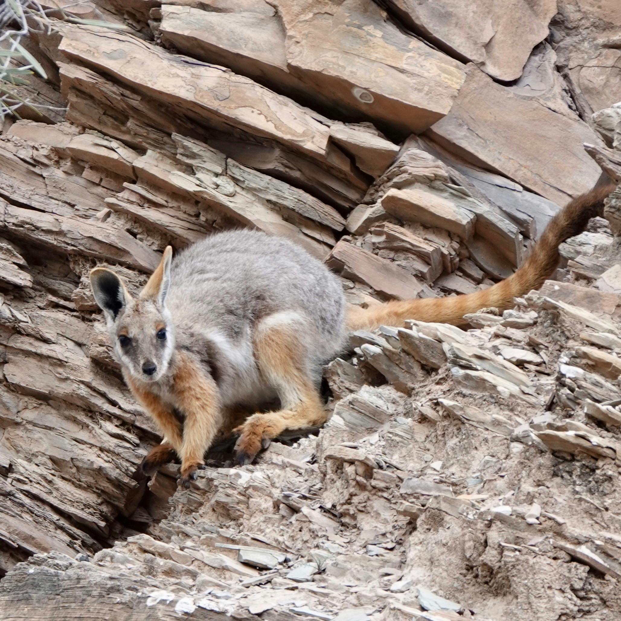Flinders Ranges
