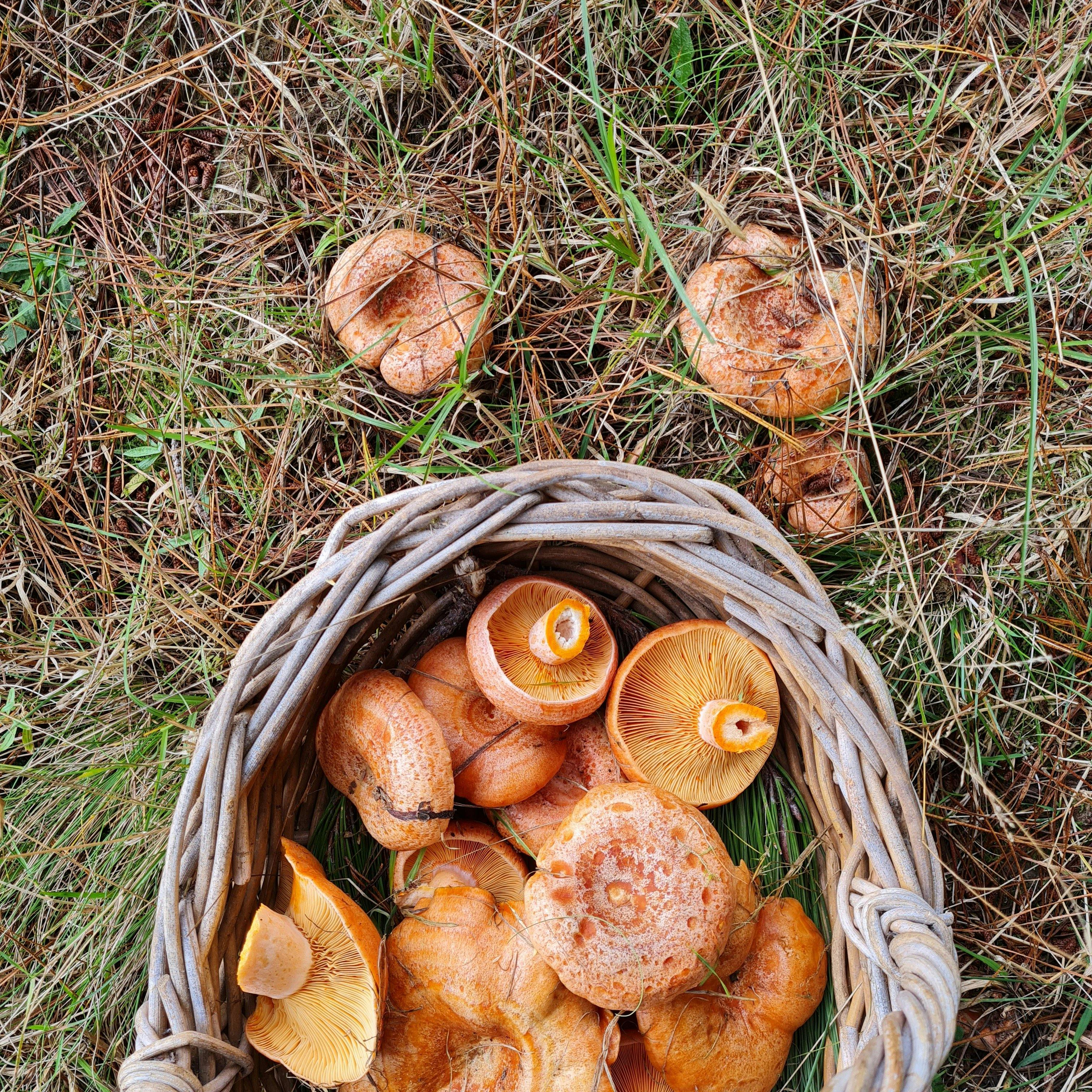 Wild Mushroom Hunt Lidsdale Forest