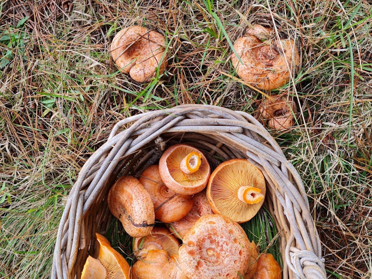 A wicker basket with Saffron Milk Cap mushrooms standing on a meadow