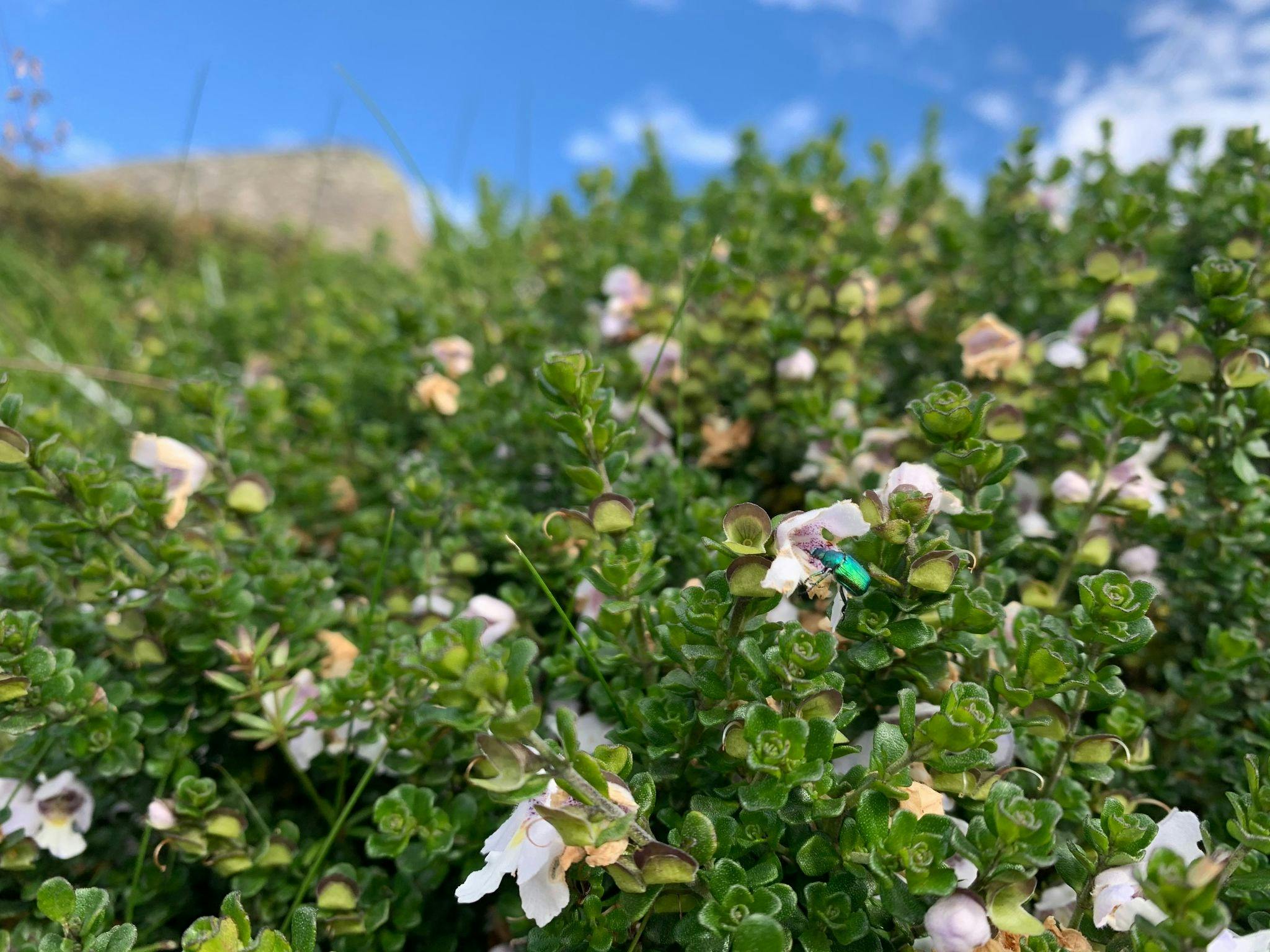 minthbush