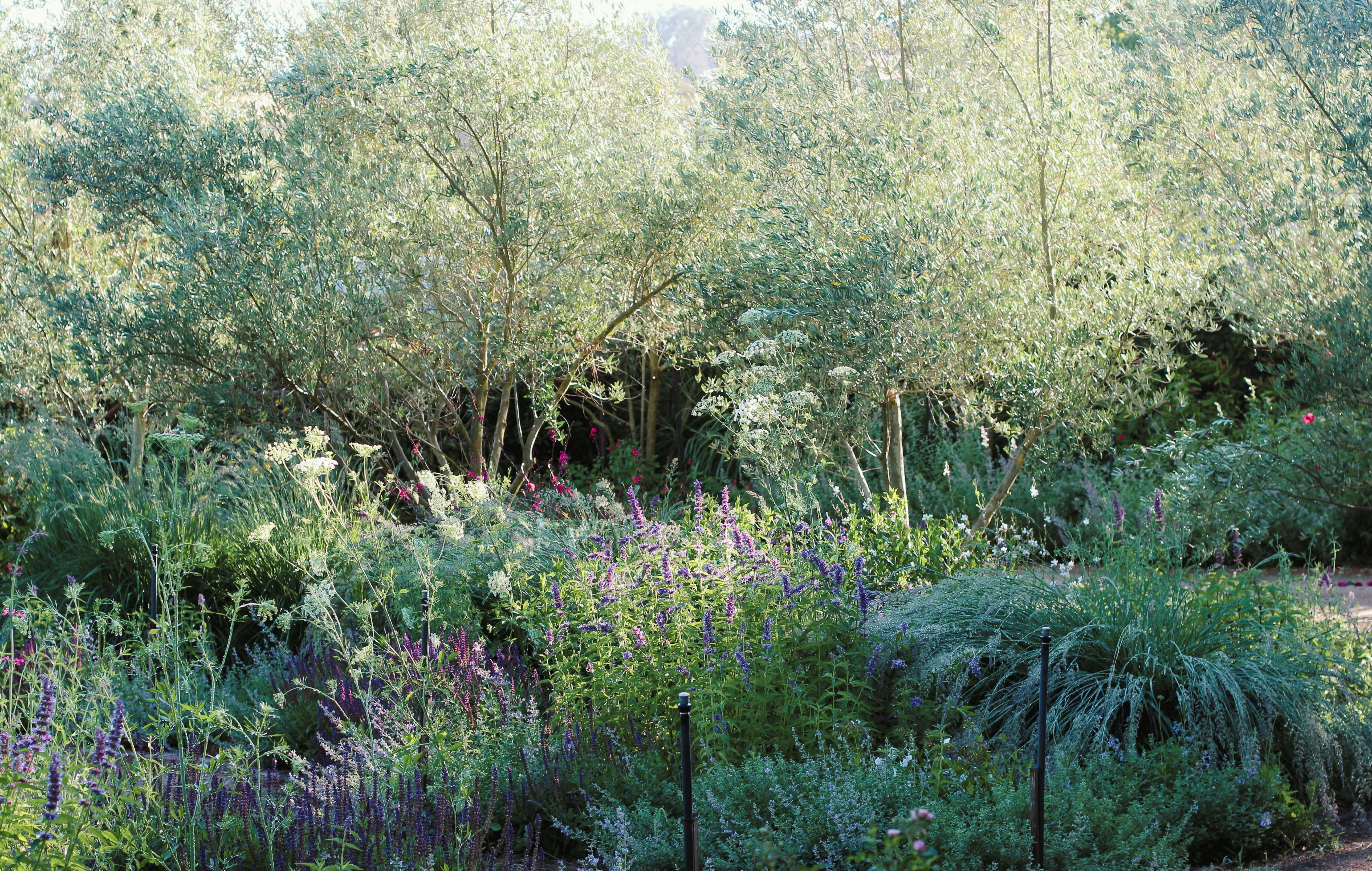 Naturalistic garden bed with olive trees in the background.