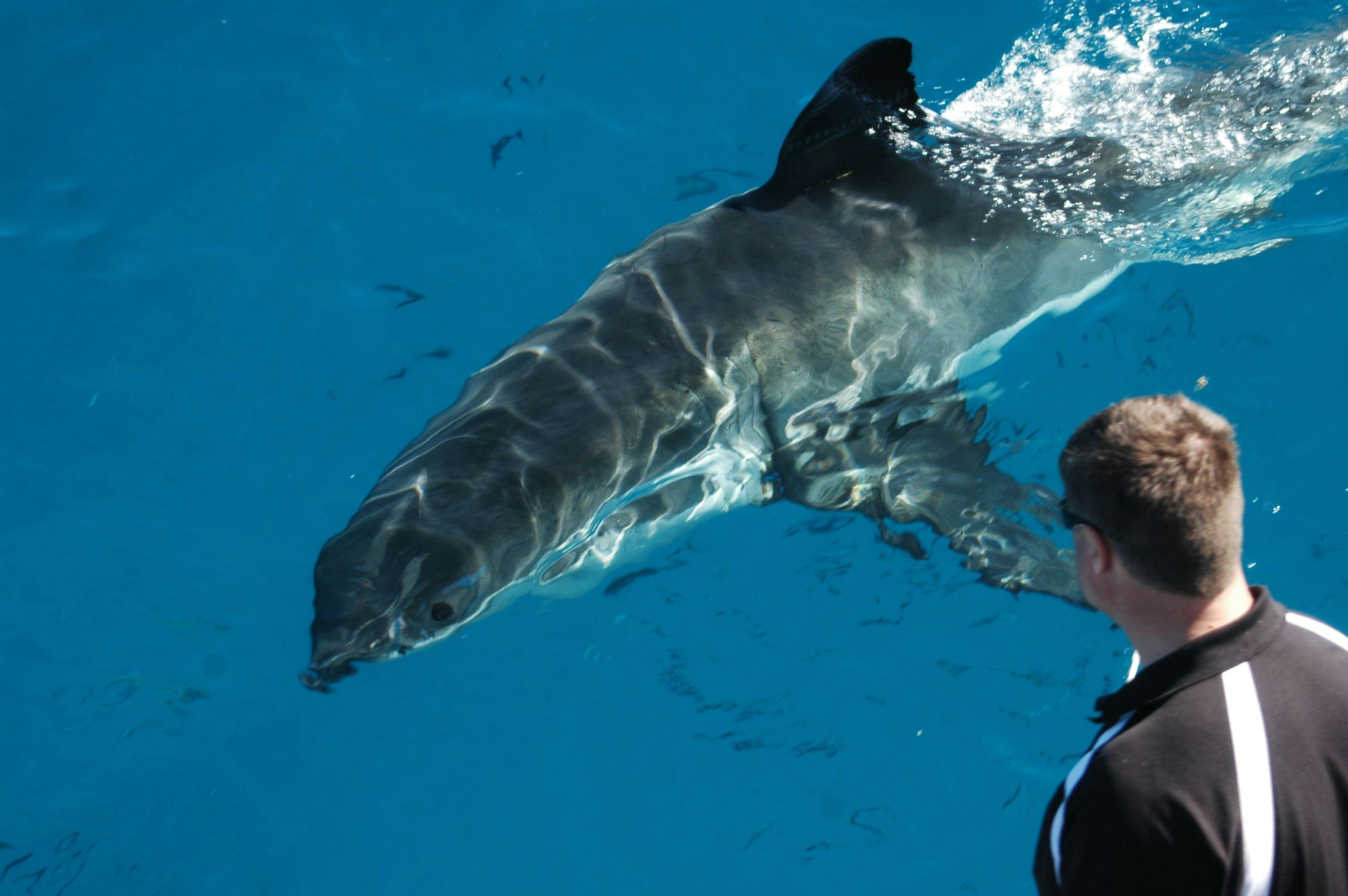 Topside View - Great White Shark Rodney Fox Photo