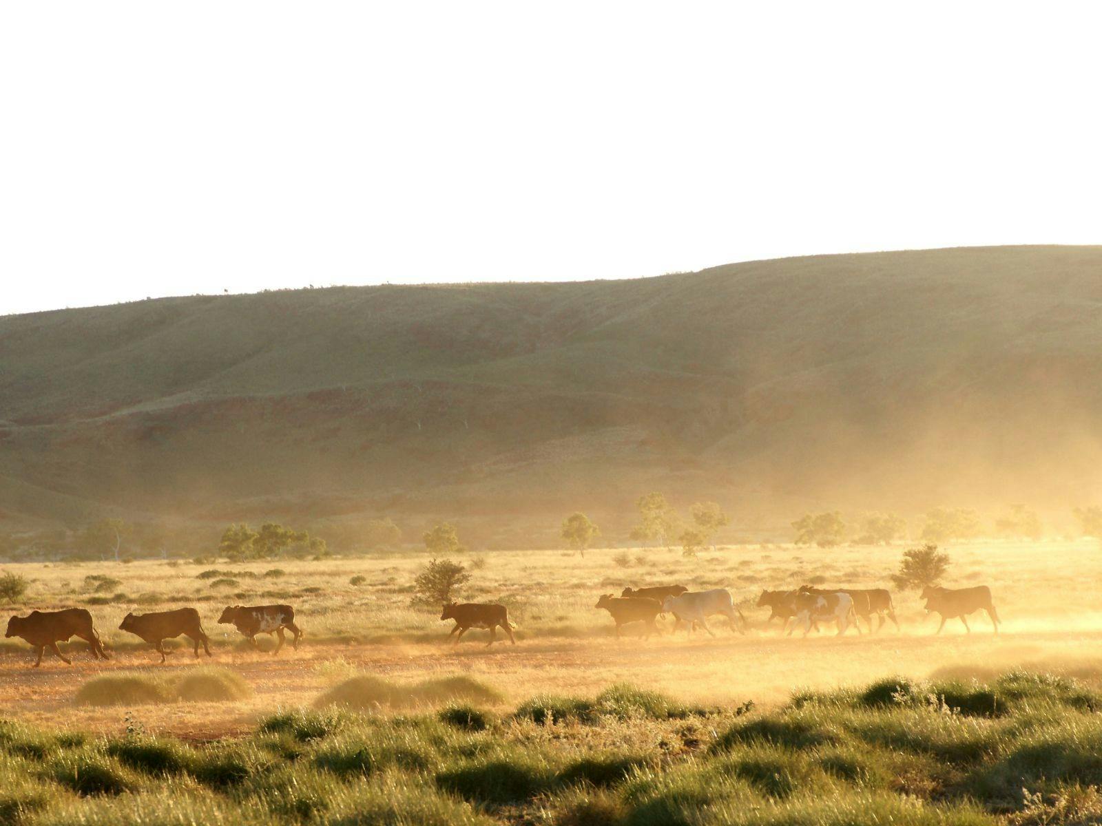 Cattle muster Yarrie Station